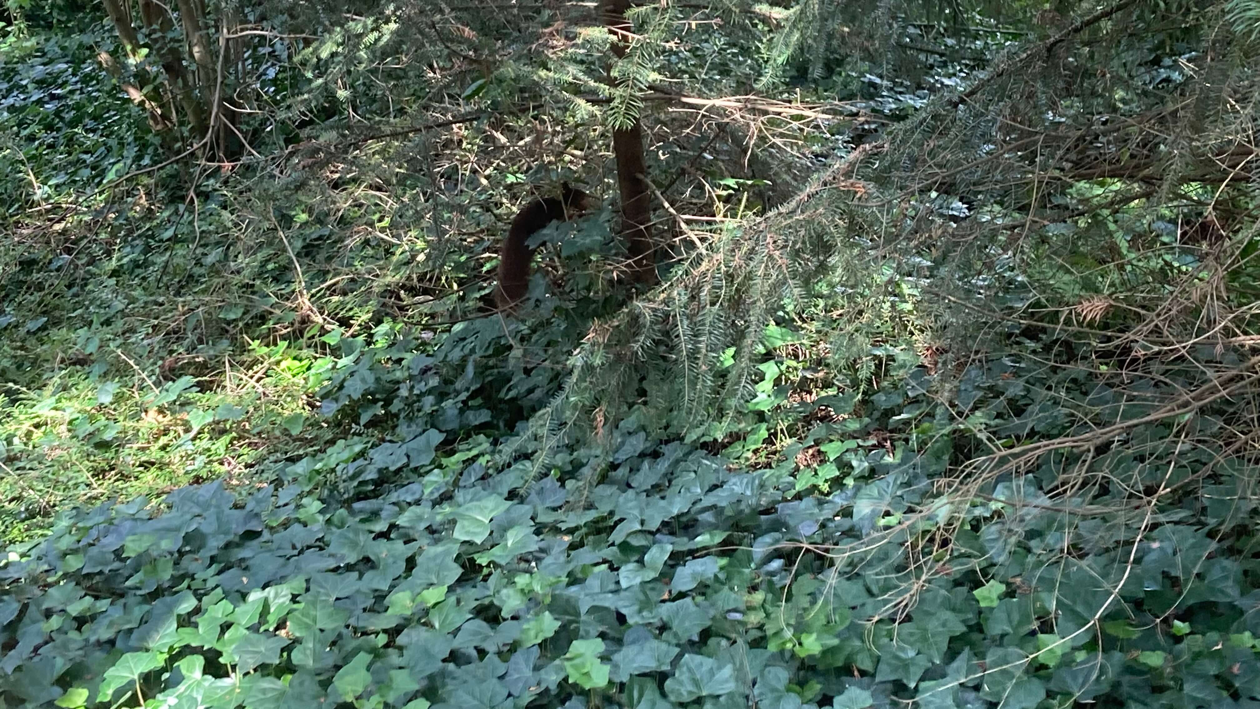A Squirrel