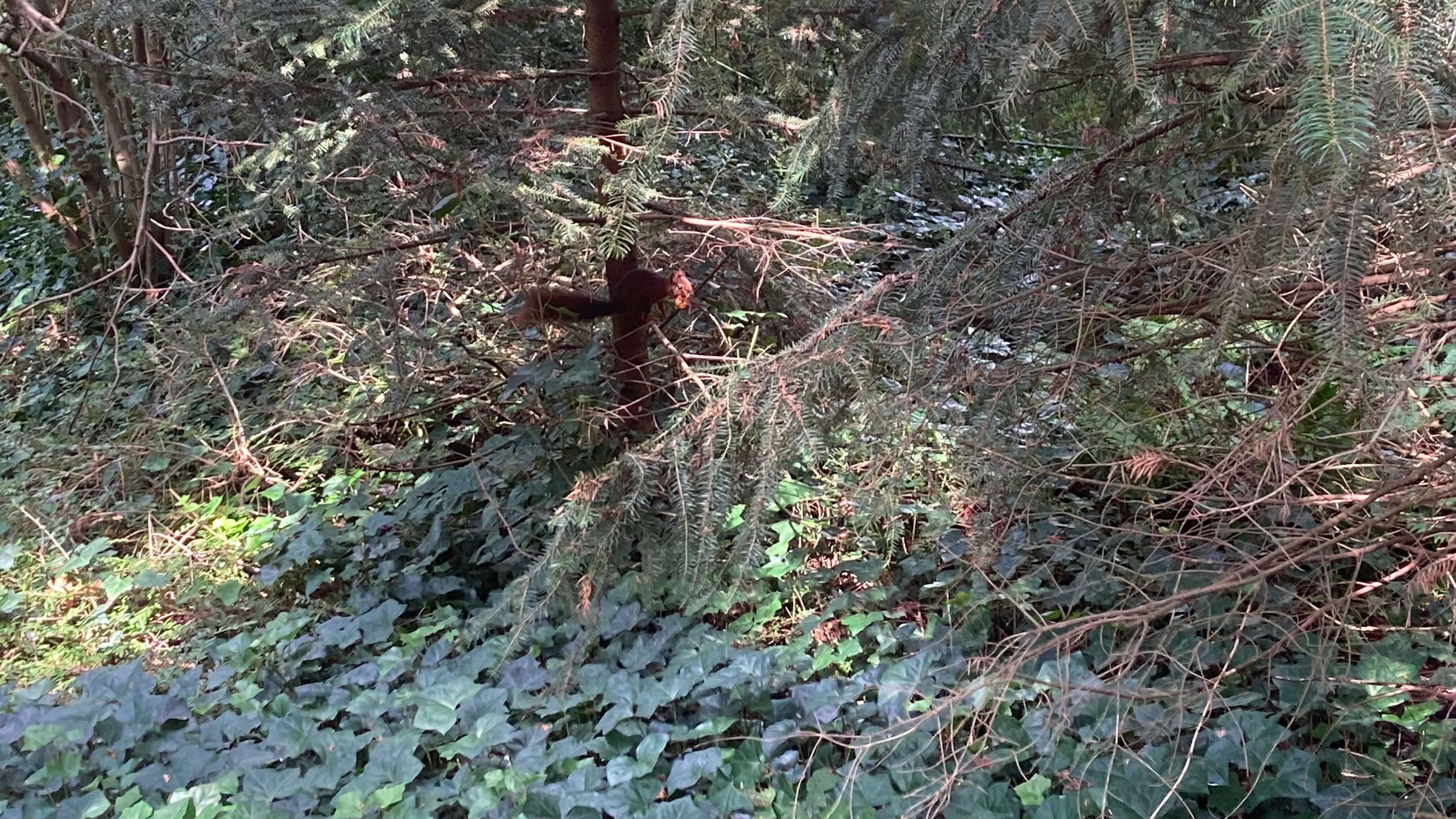 A Squirrel