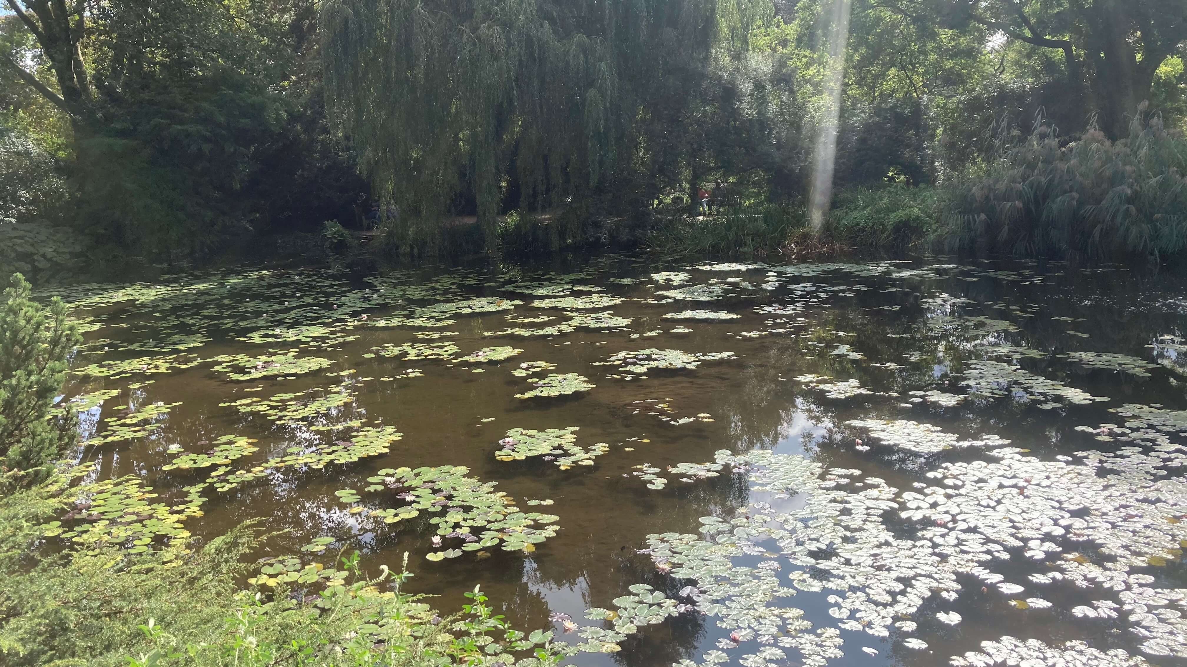 A Pond