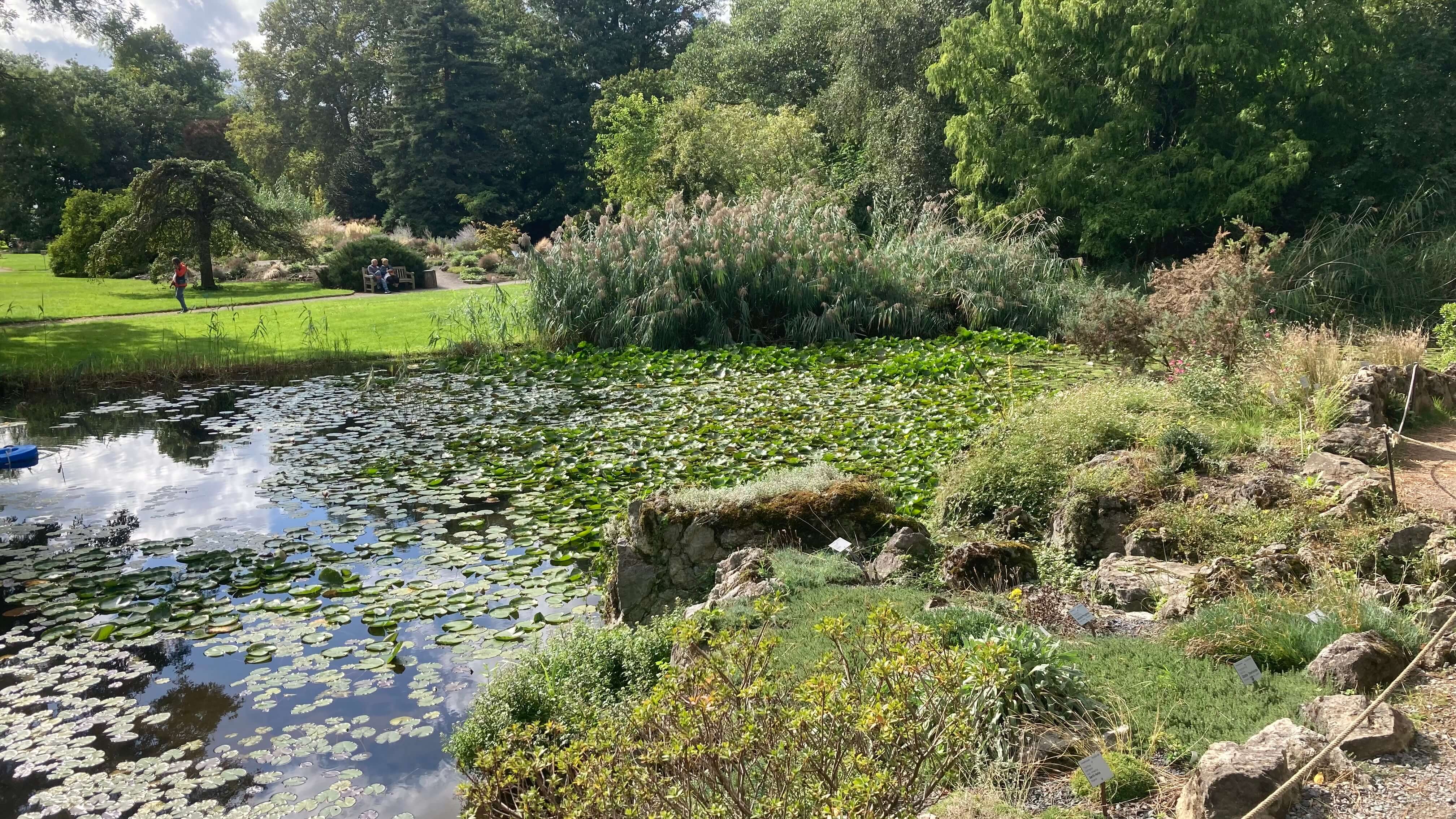 A Pond