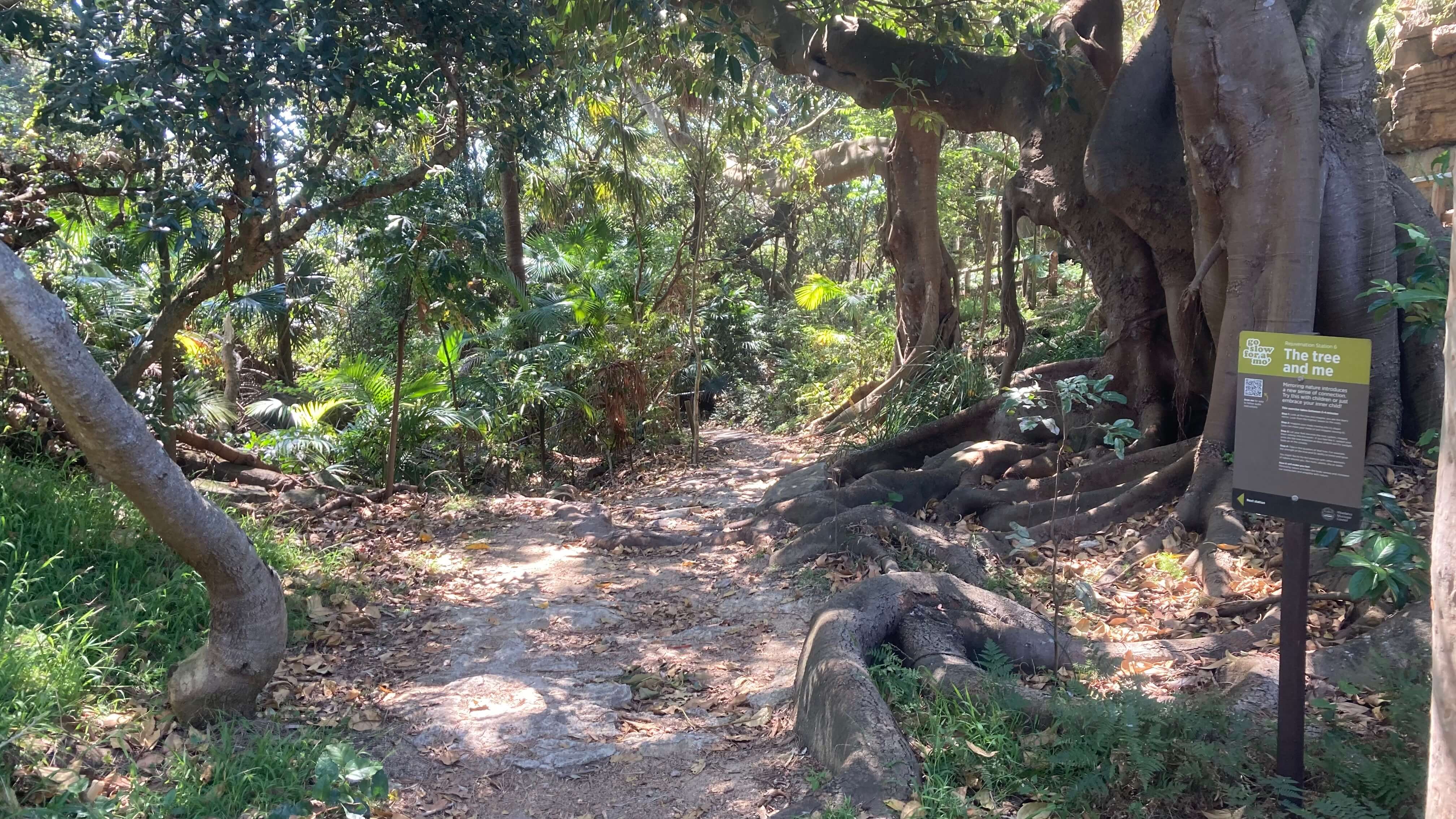 Rainforesty Area