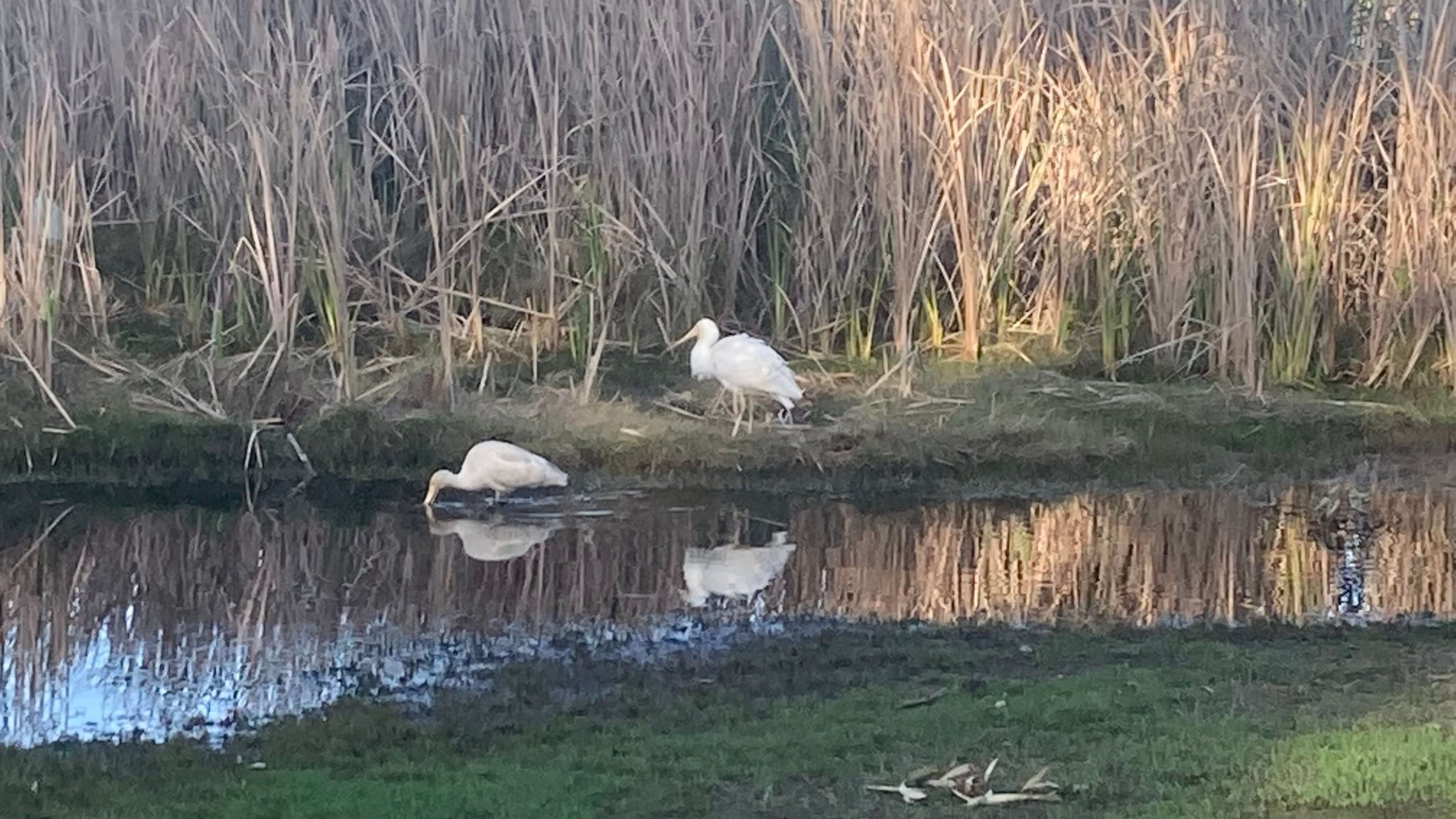Birds