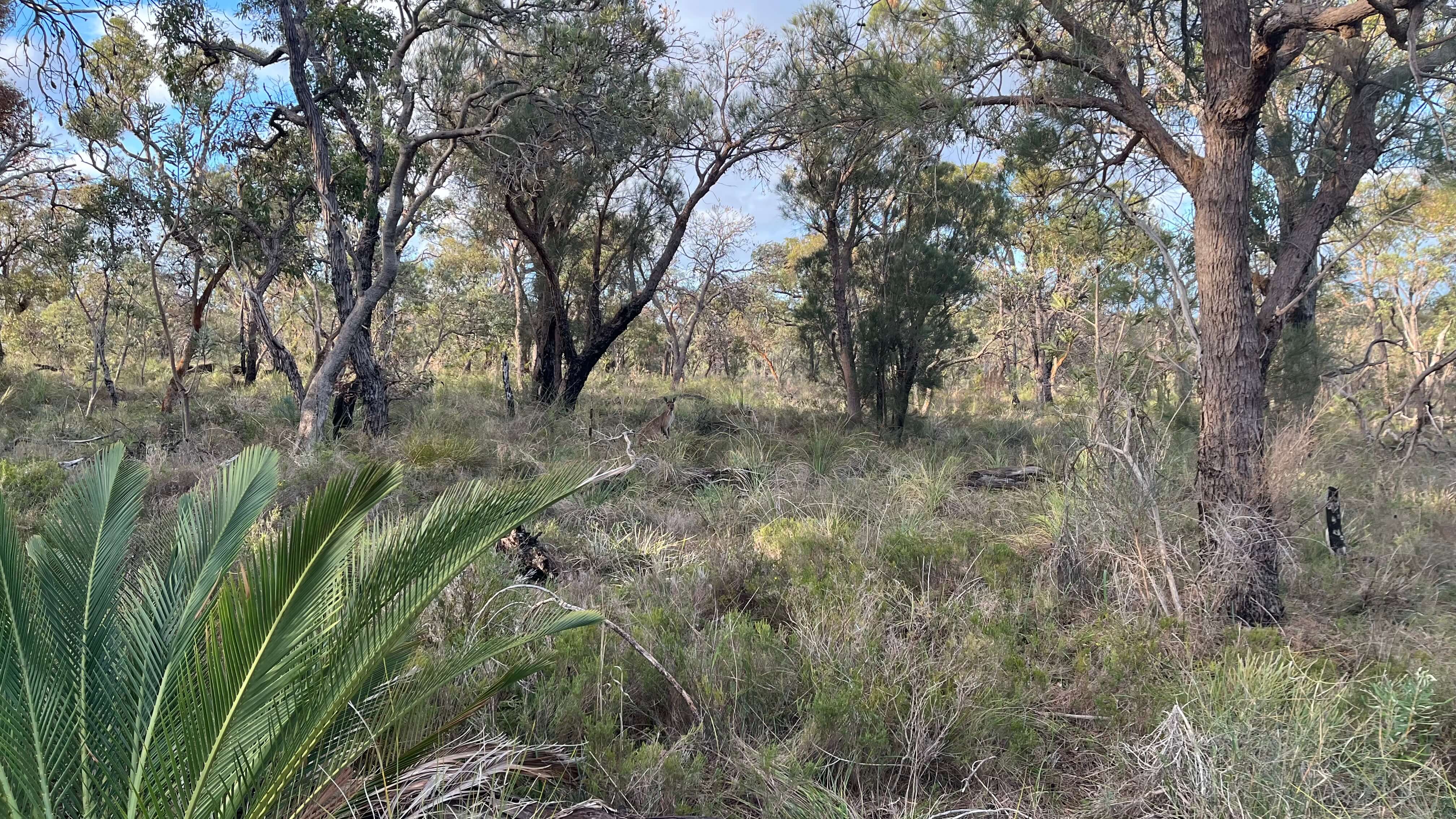 A Kangaroo