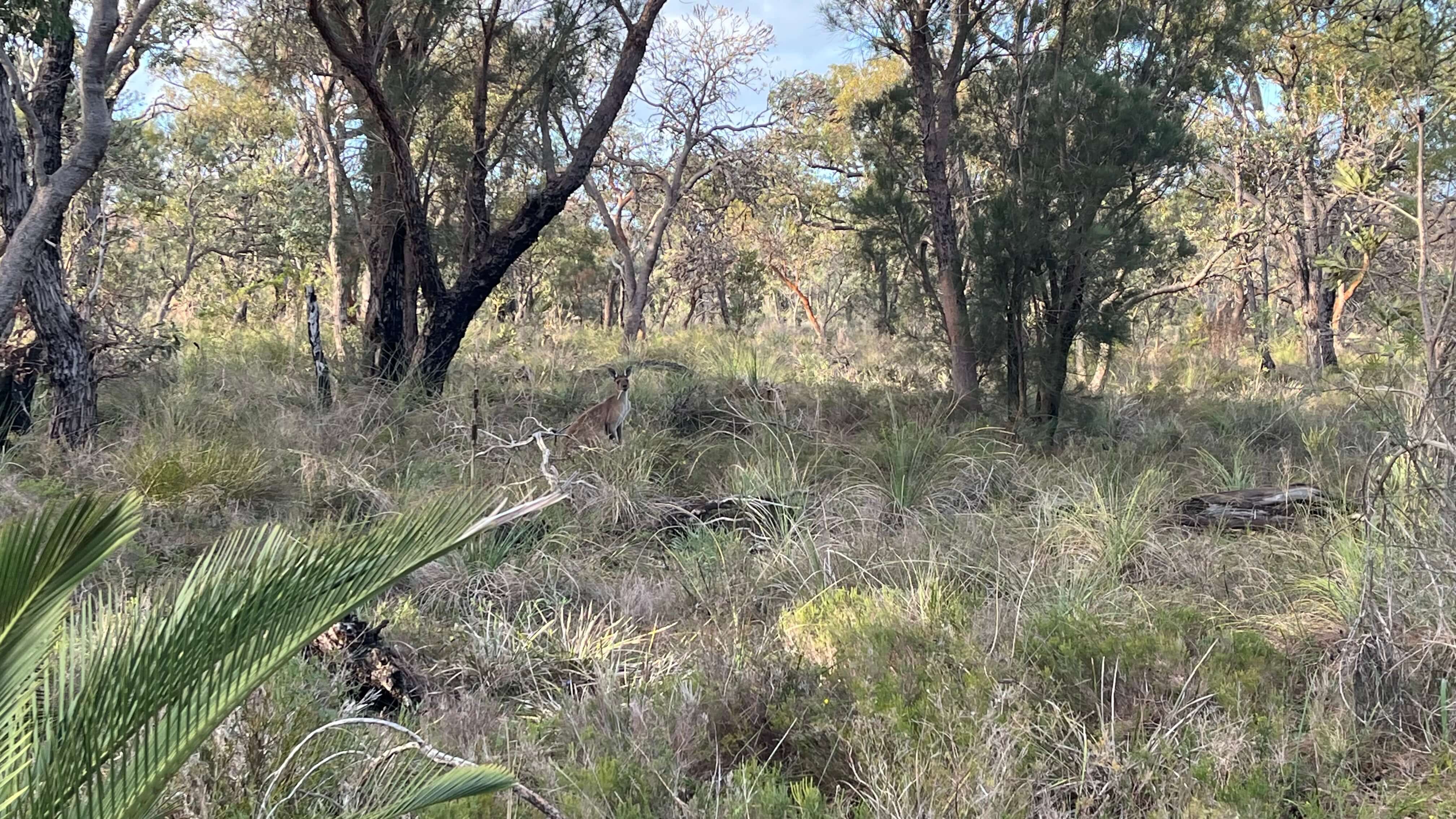A Kangaroo