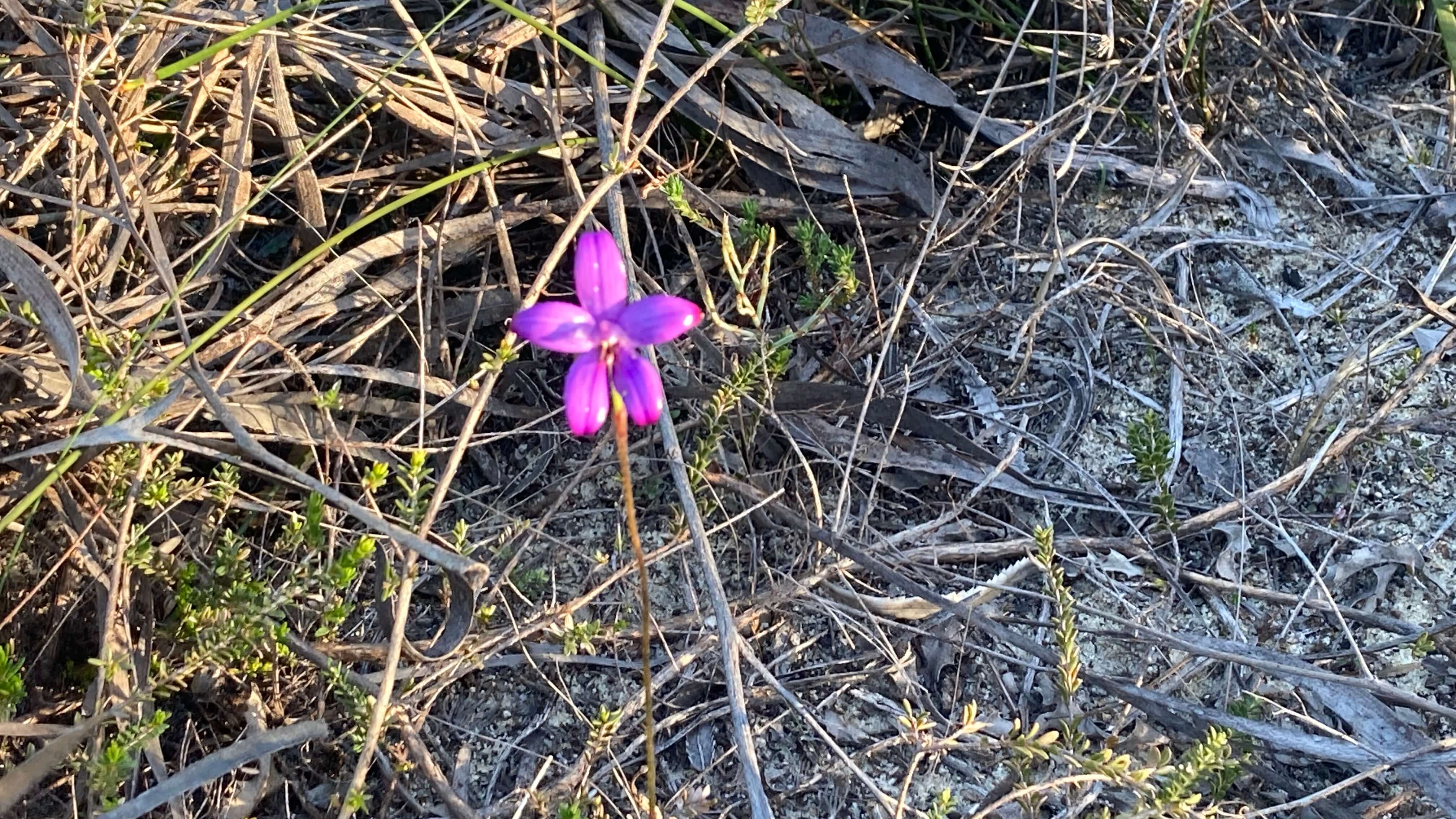 An Orchid