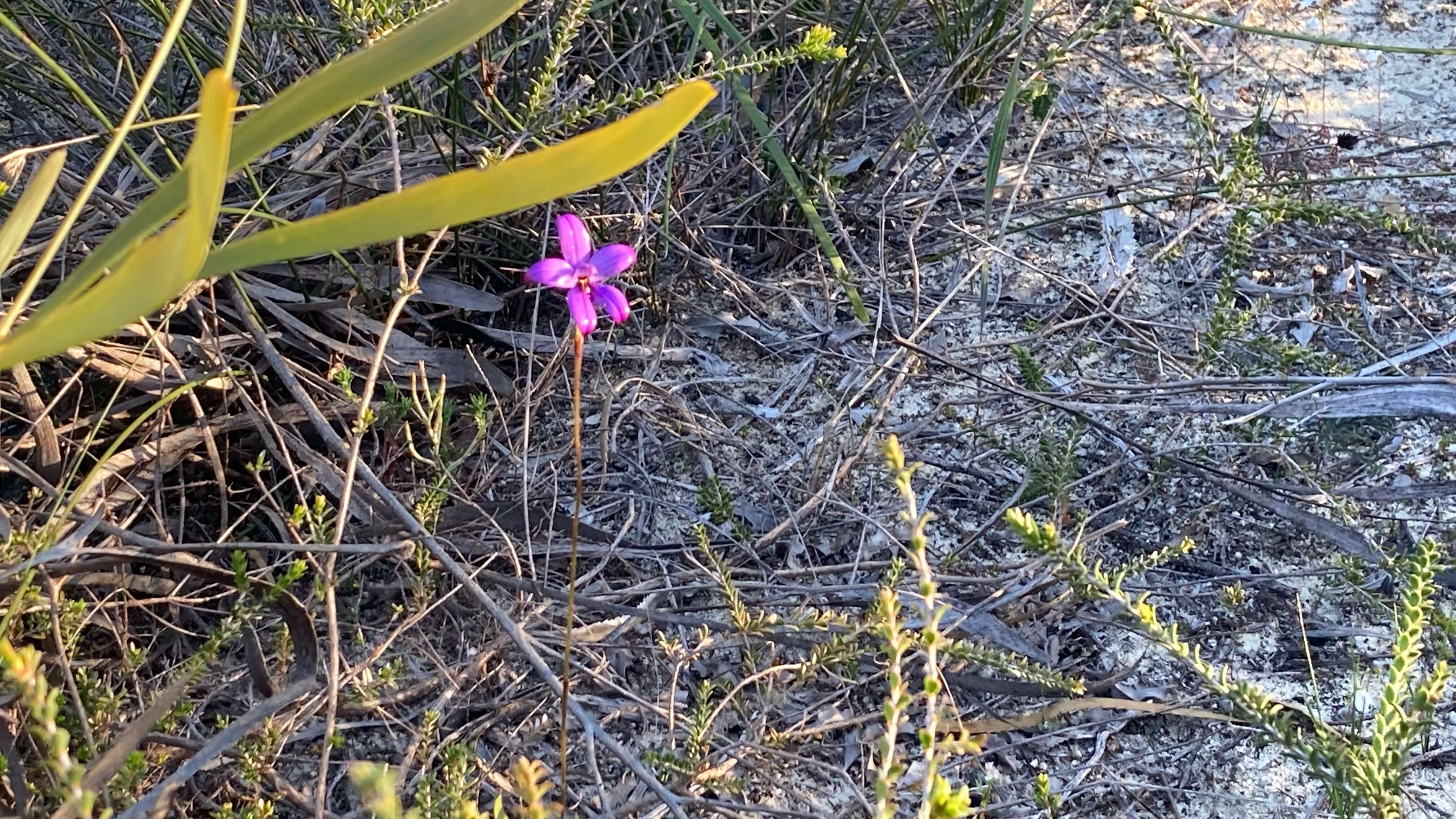 An Orchid