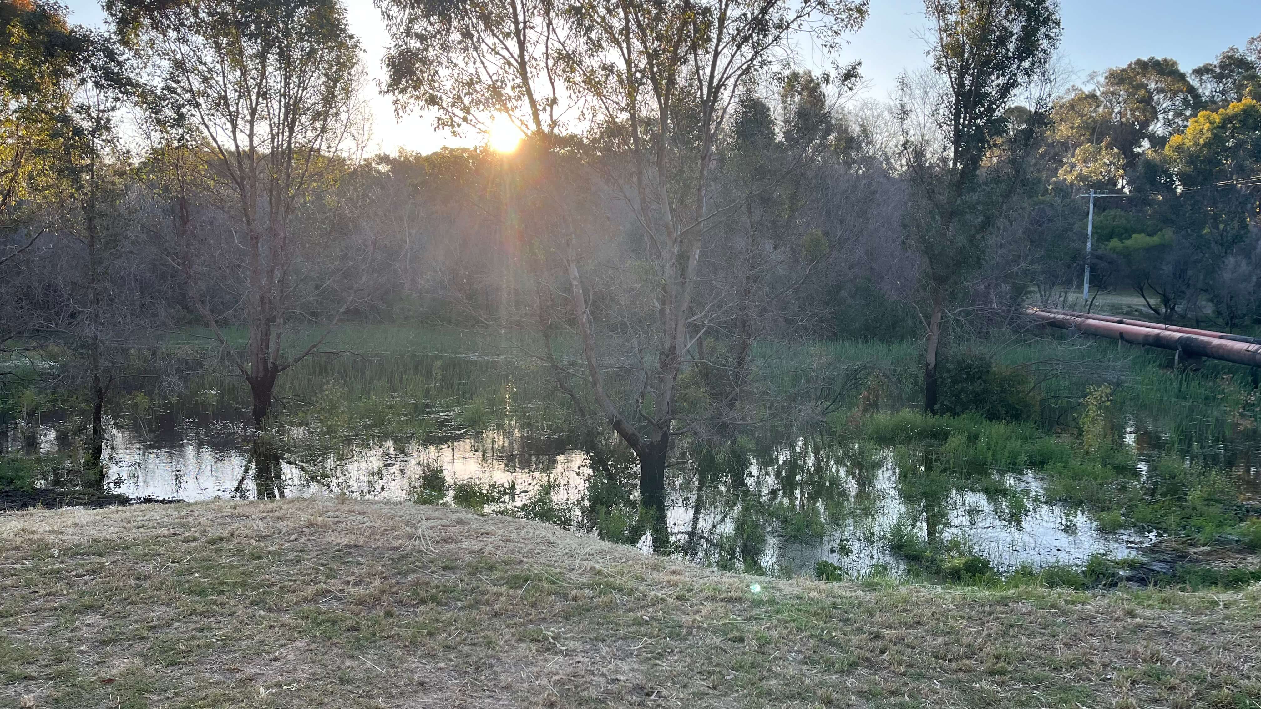 The Swamp