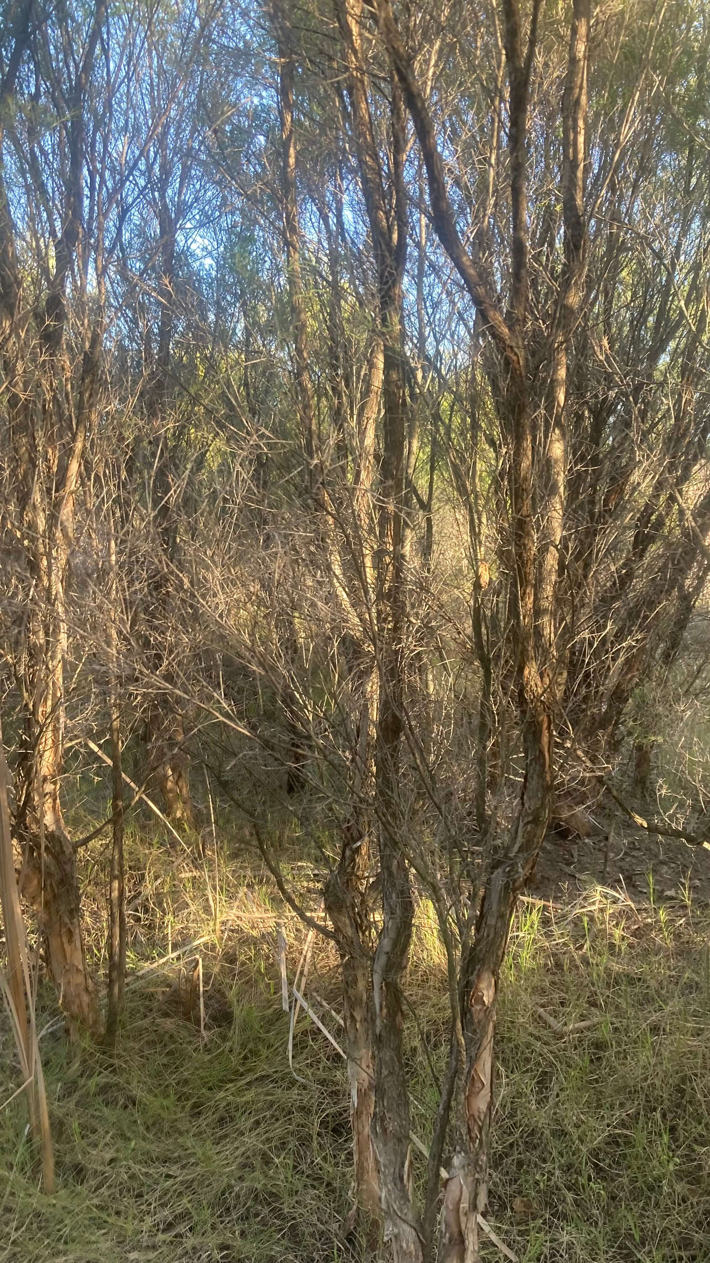 In the Bush