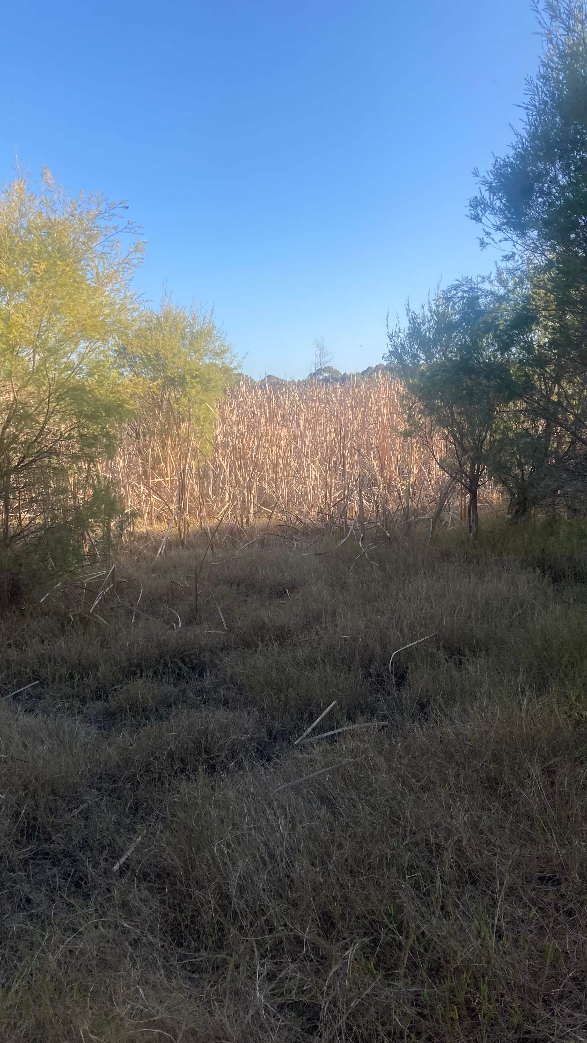 In the Bush