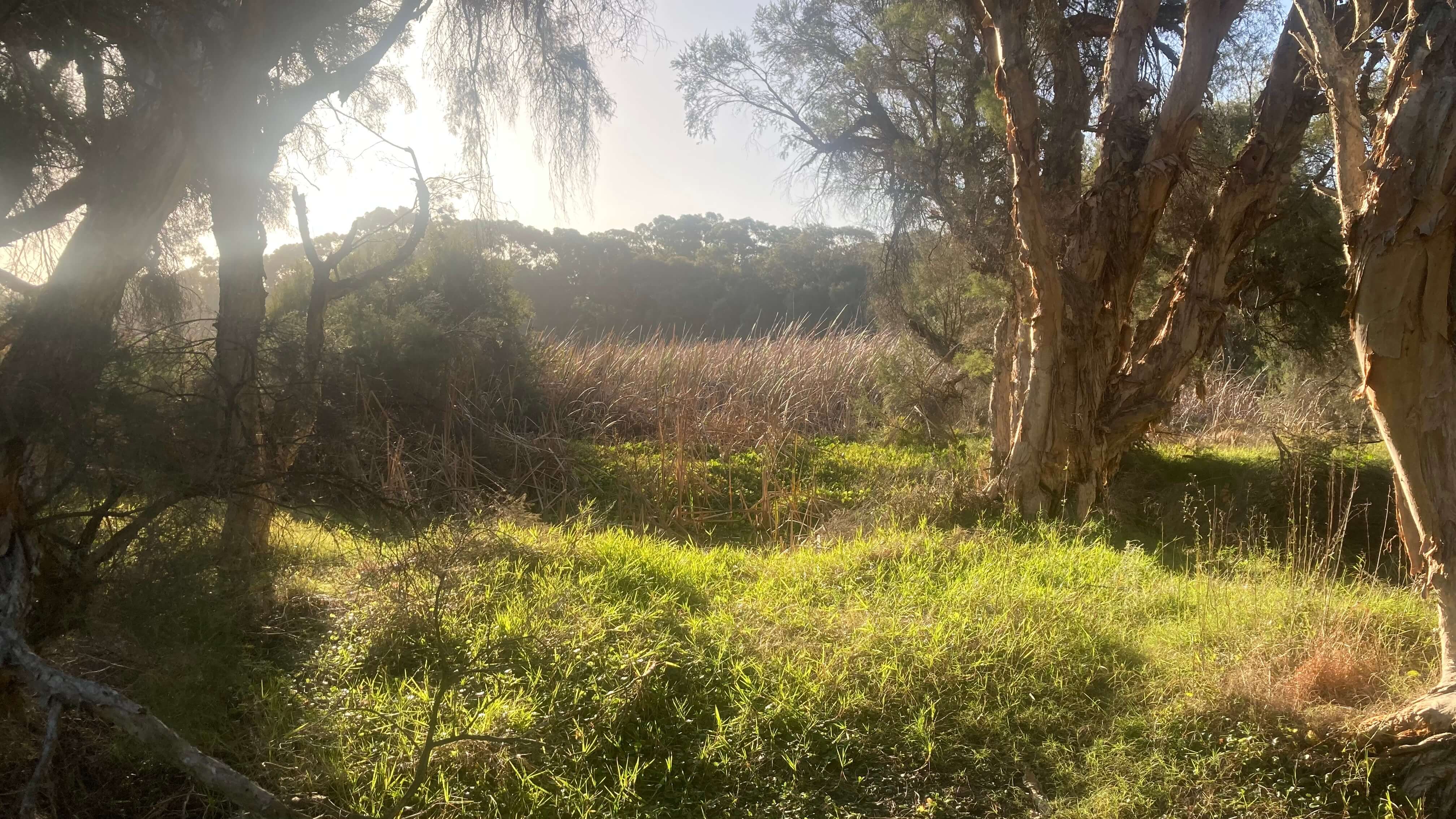 In the Bush