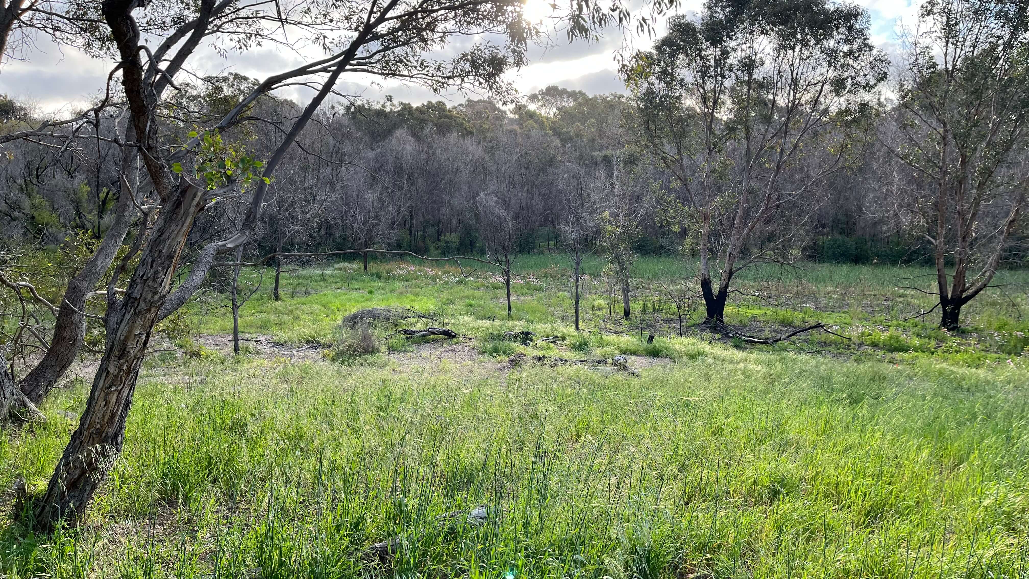 The Swamp Bed