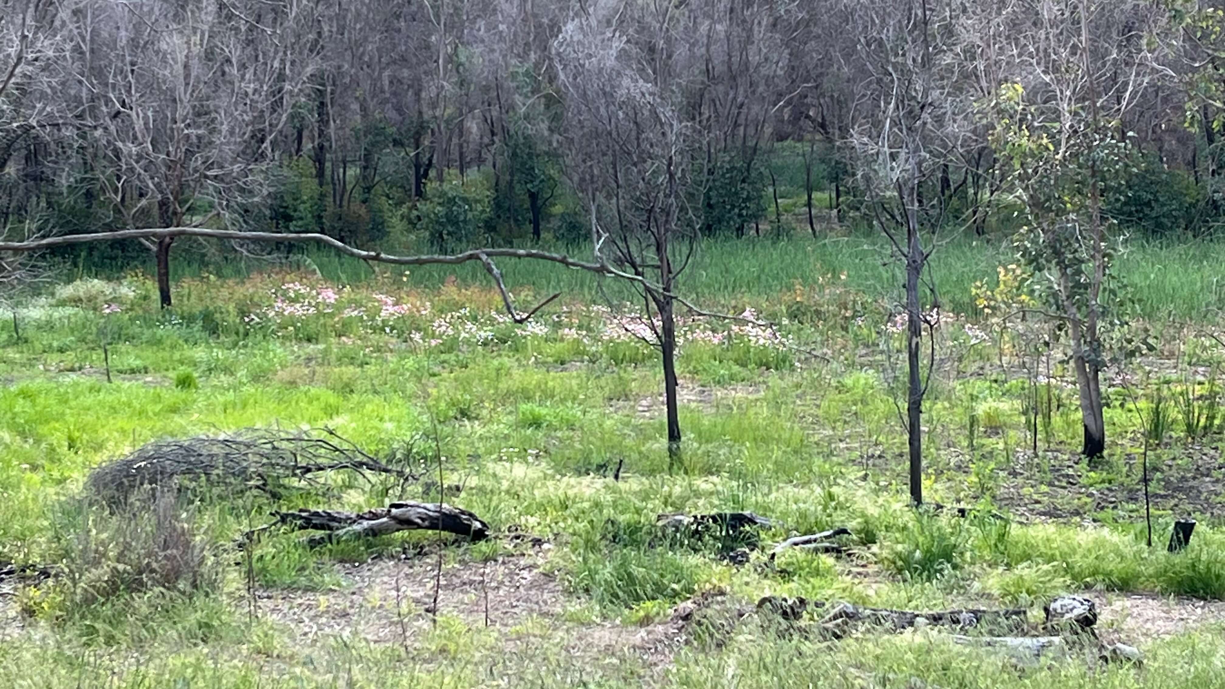 The Swamp Bed
