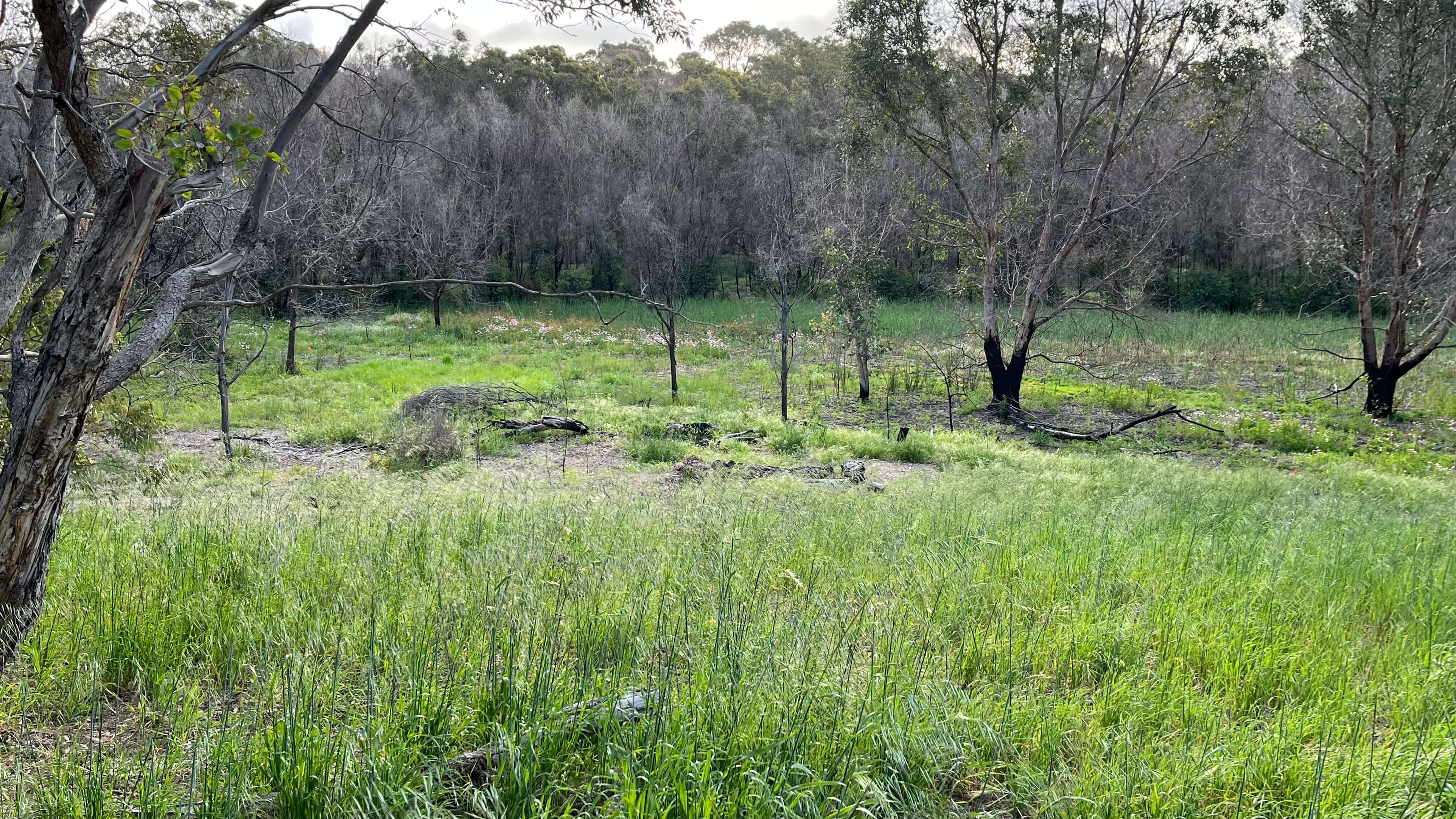 The Swamp Bed