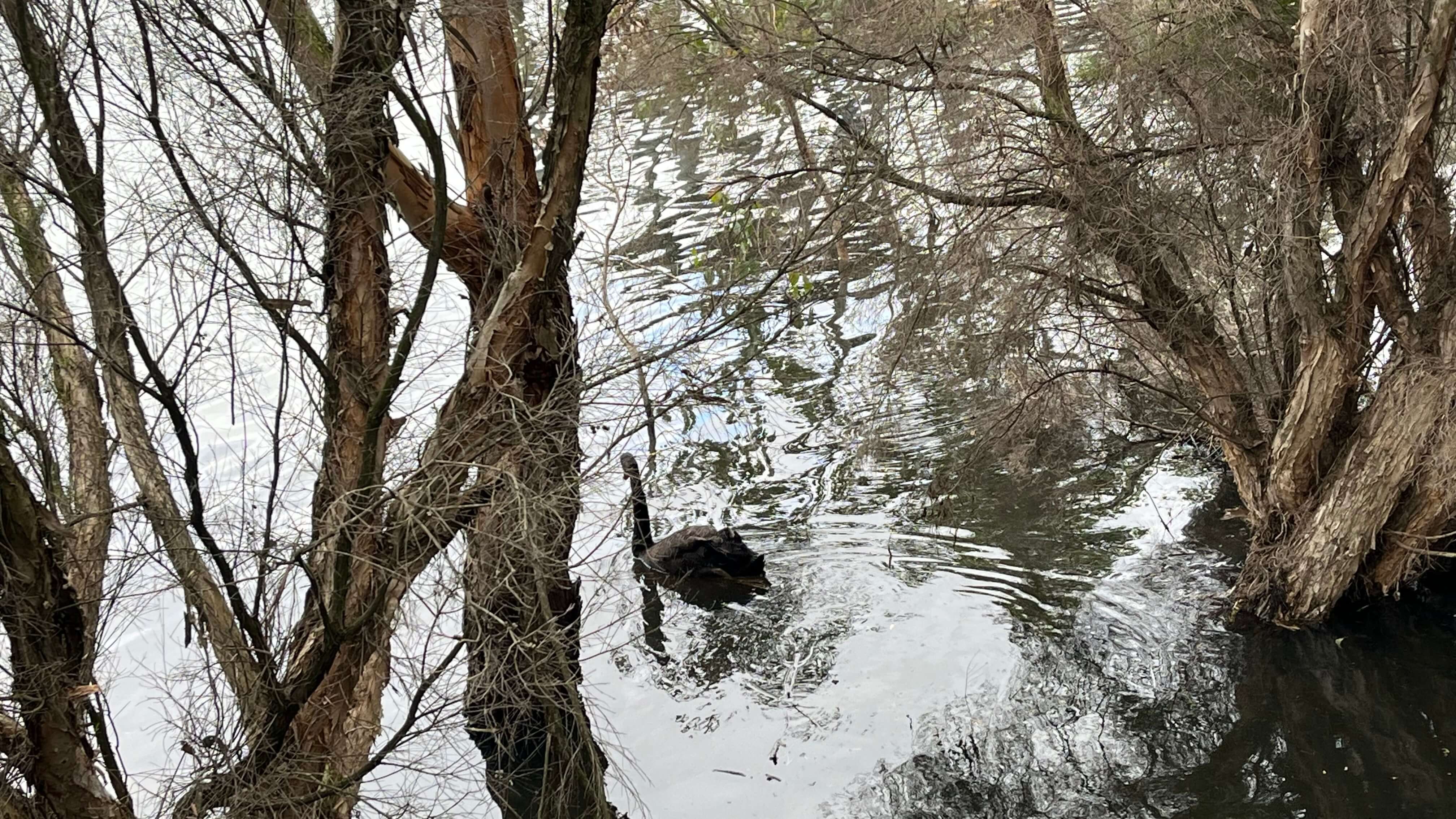 A Black Swan