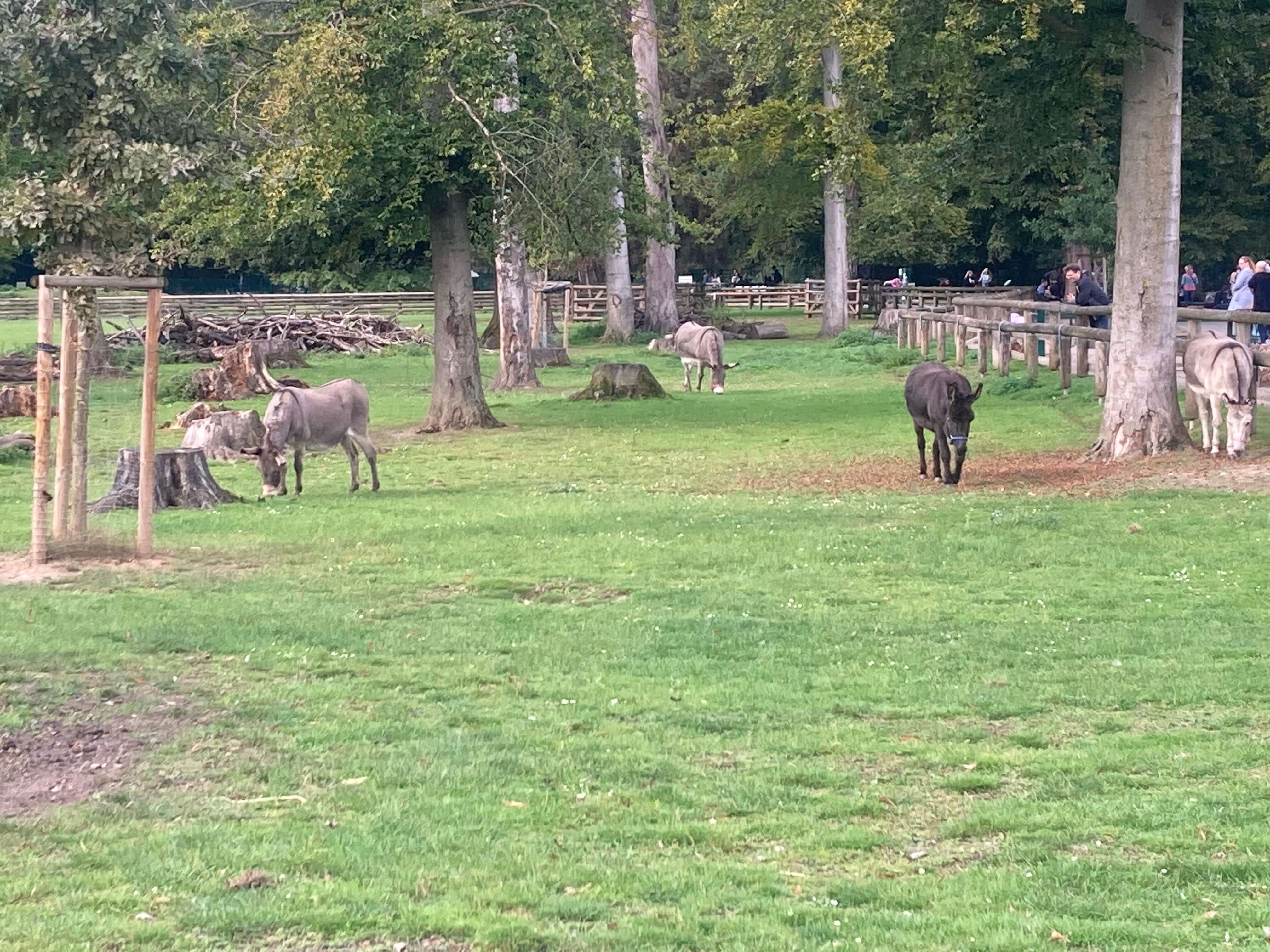 Donkeys