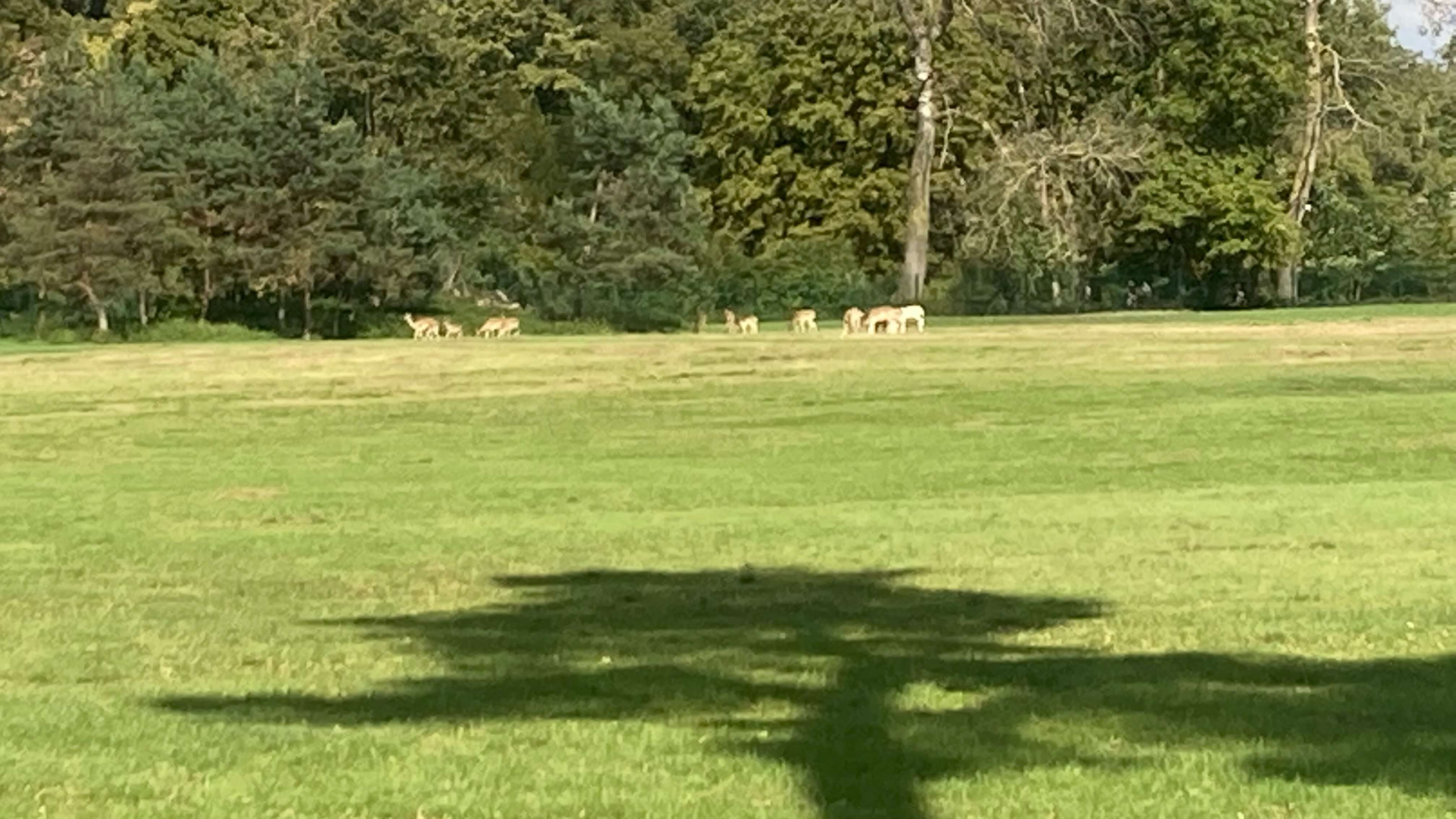 Deer