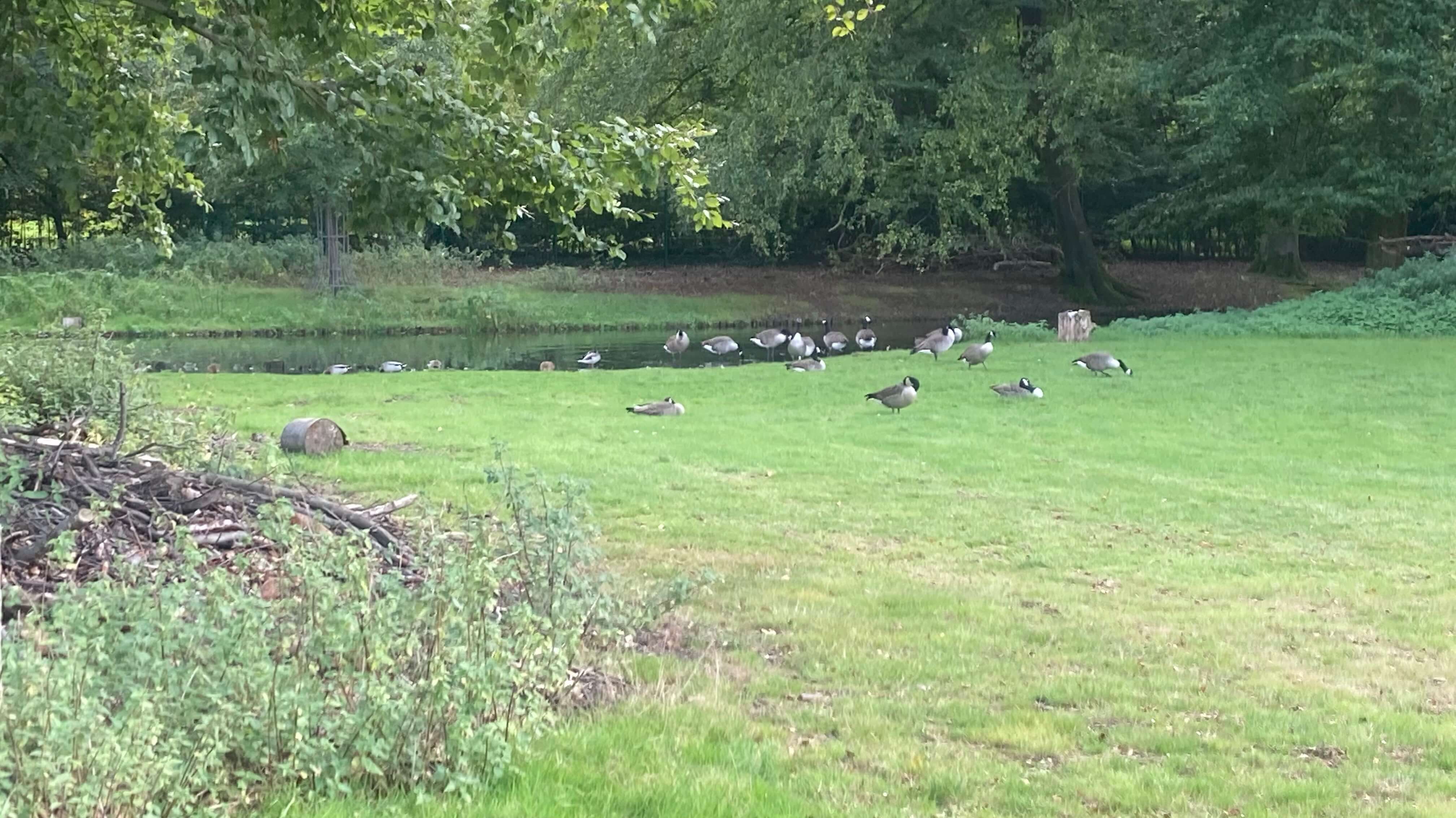 Ducks