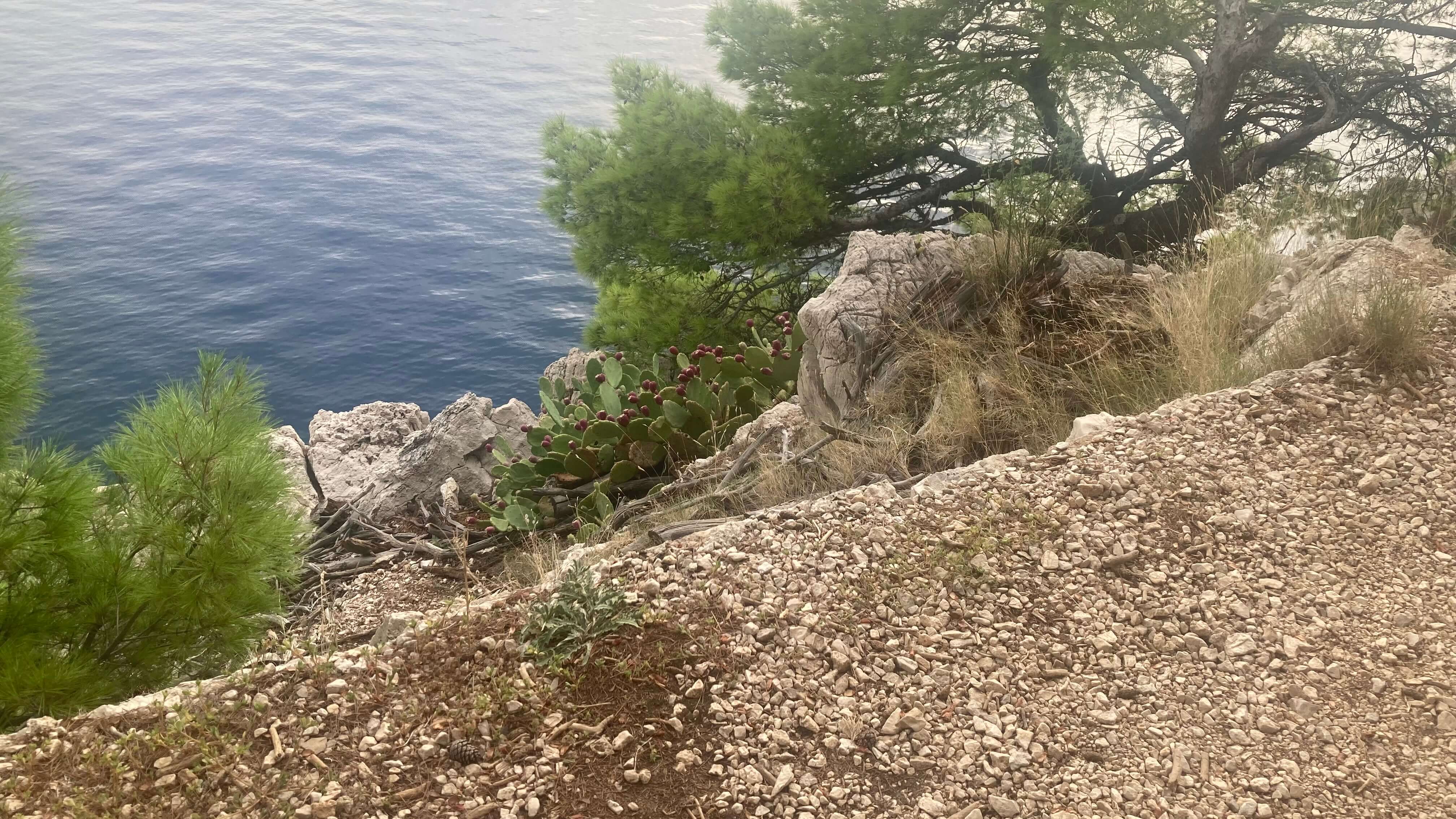The Coast