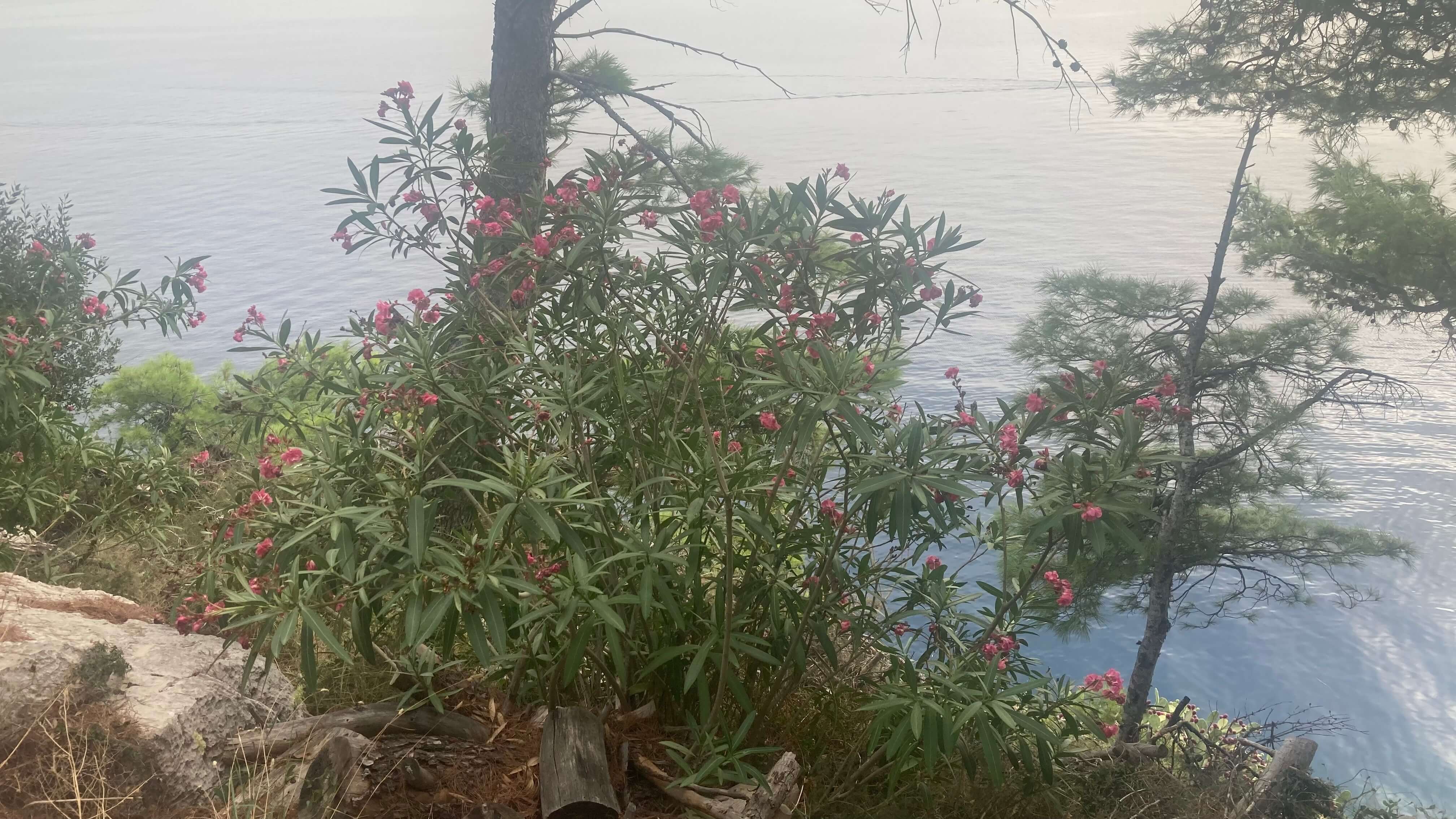 Shrubbery