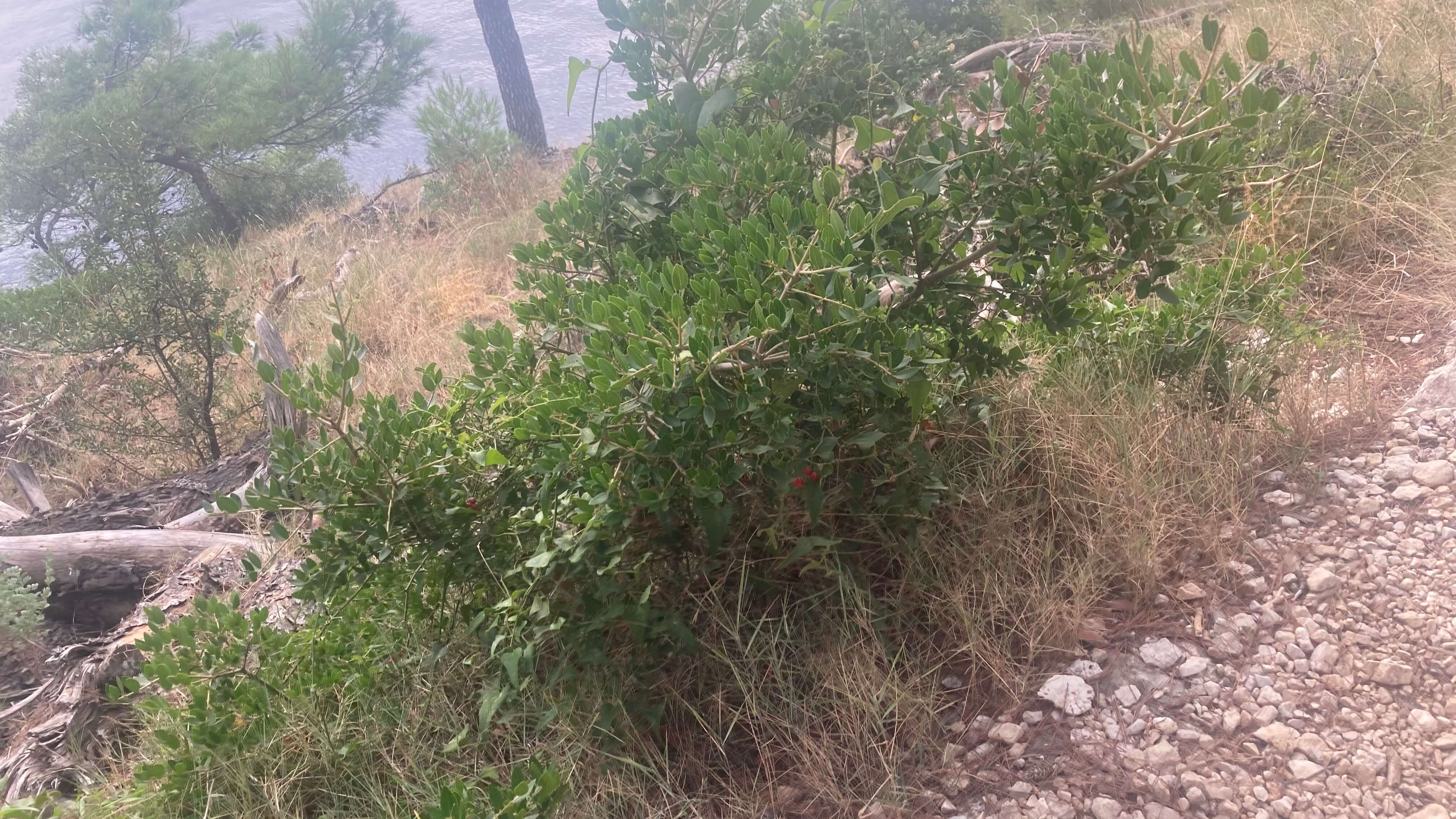 Shrubbery