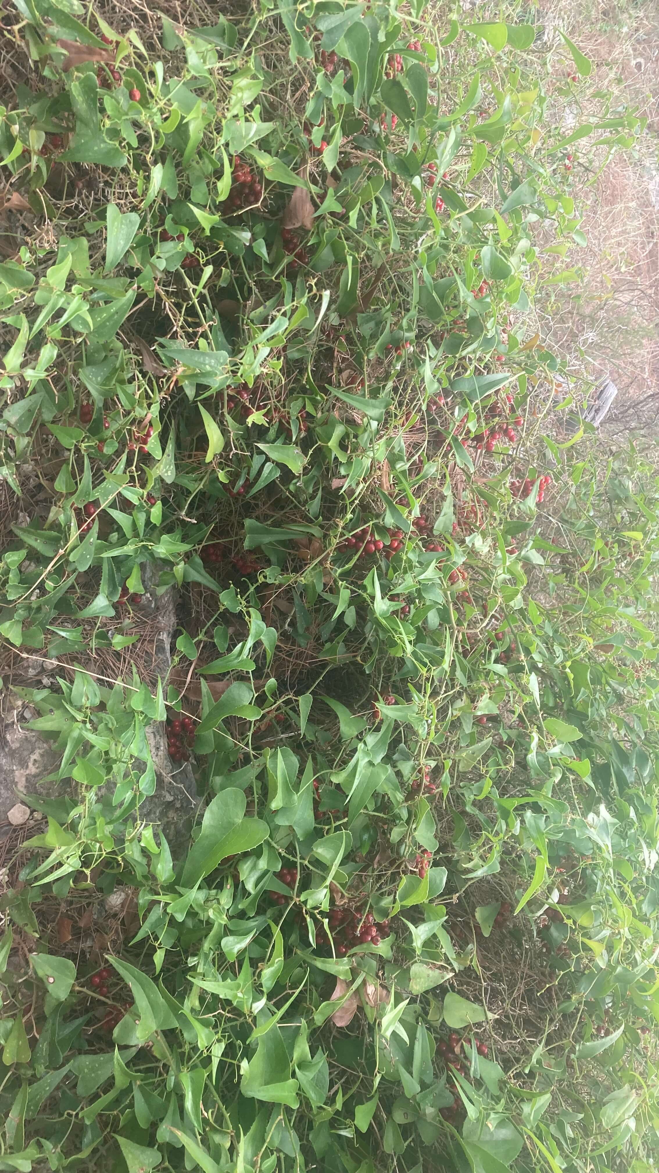 Shrubbery