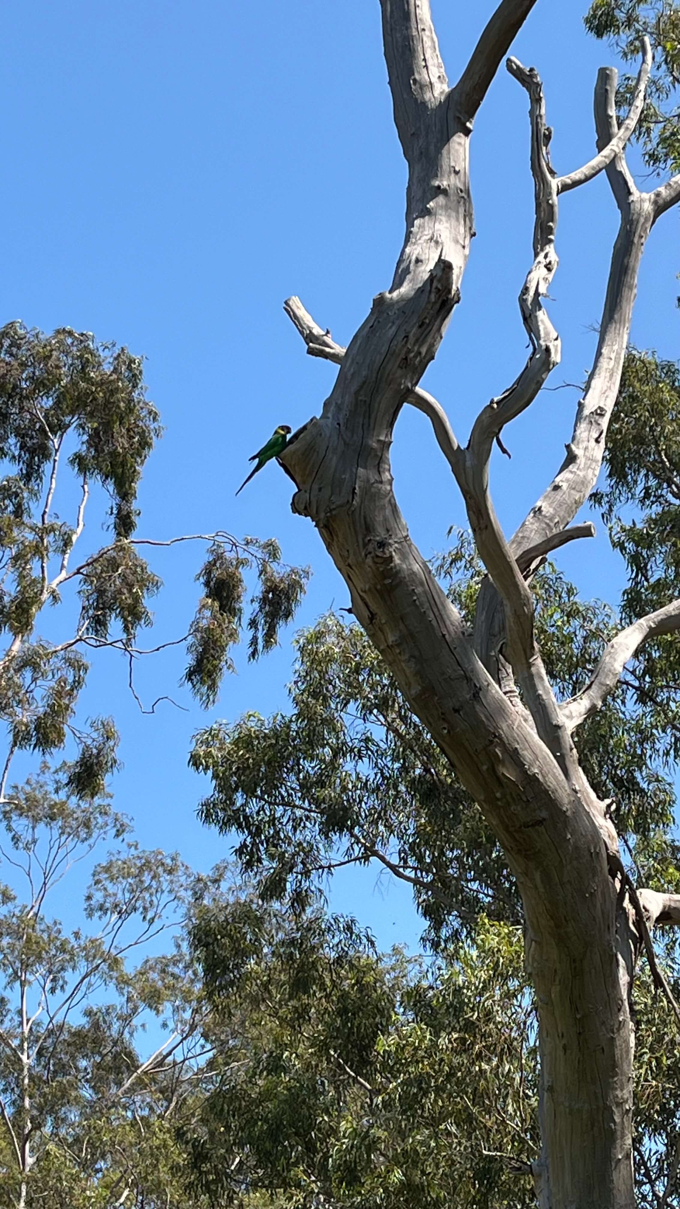 A Perched Parrot