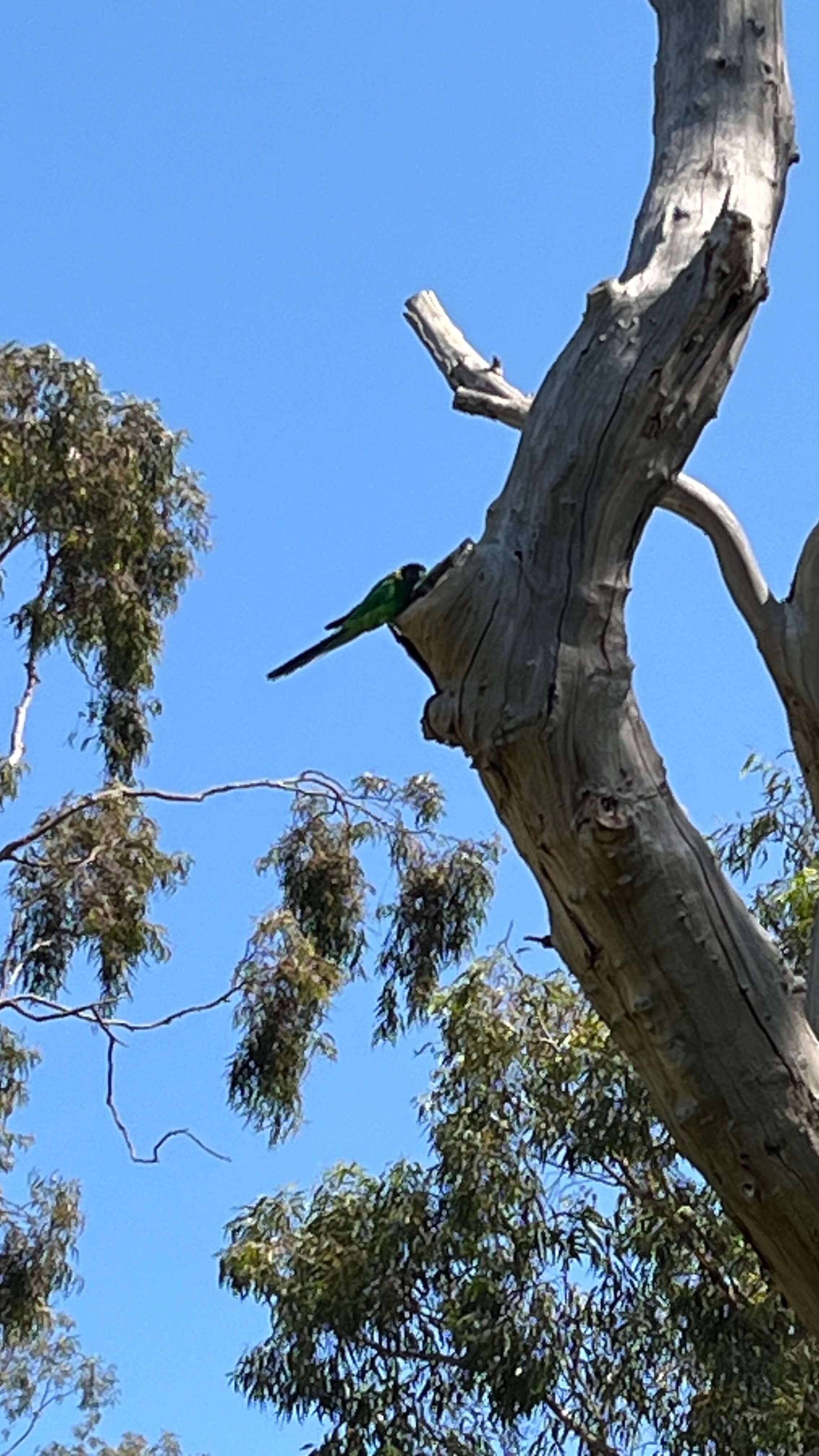 A Perched Parrot
