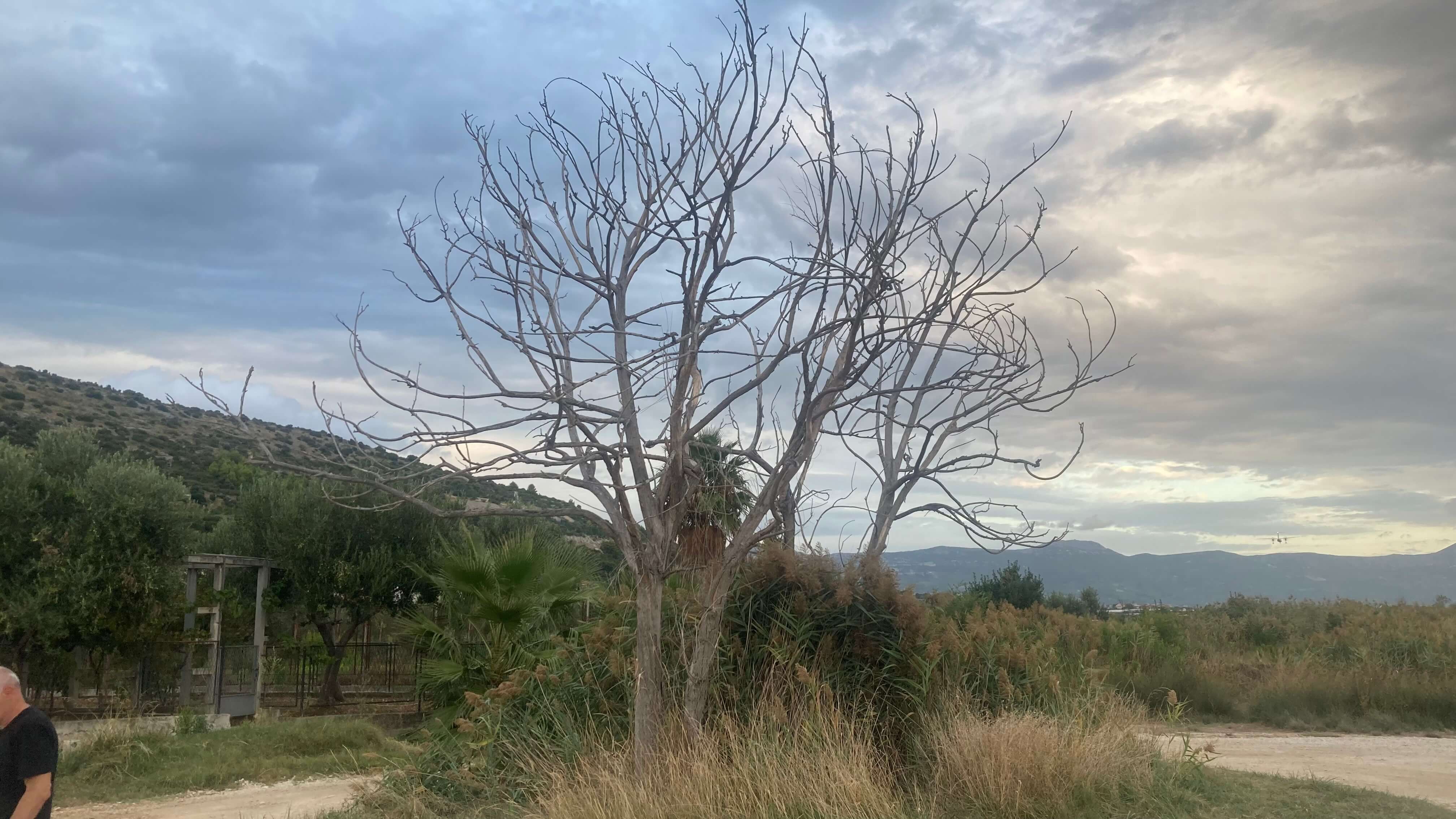 Dead Tree