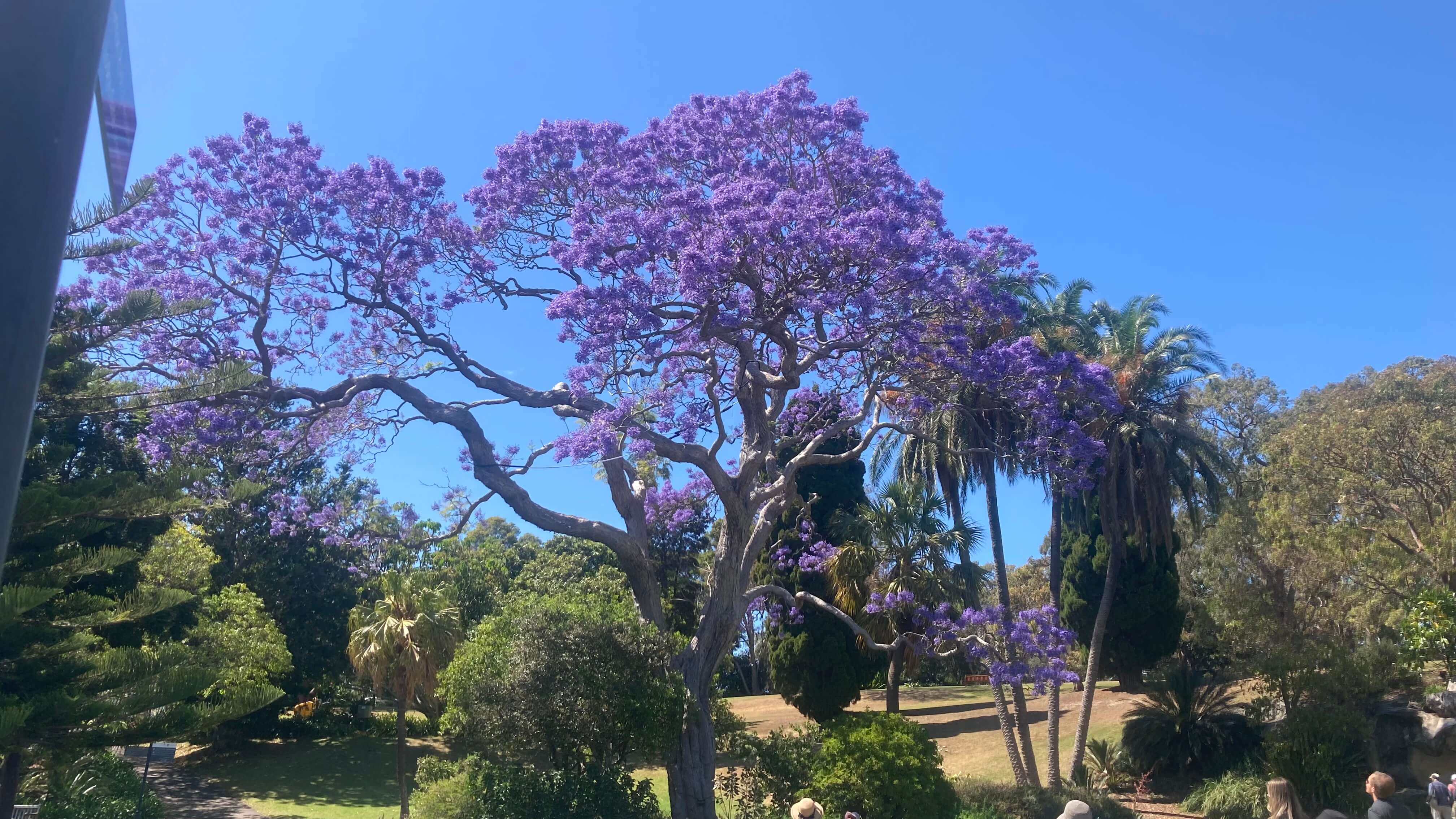 Jacaranda