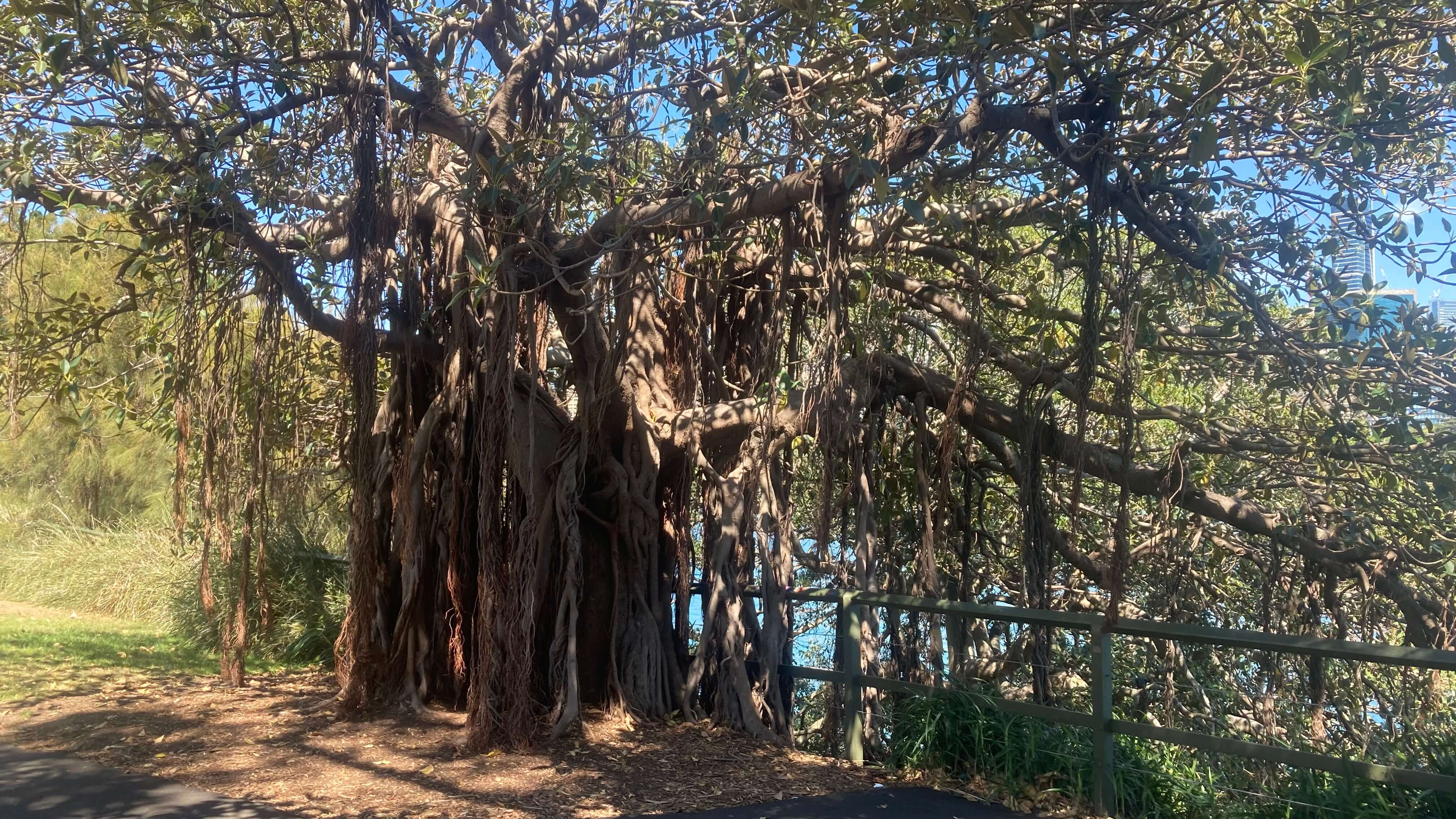 Droopy Tree