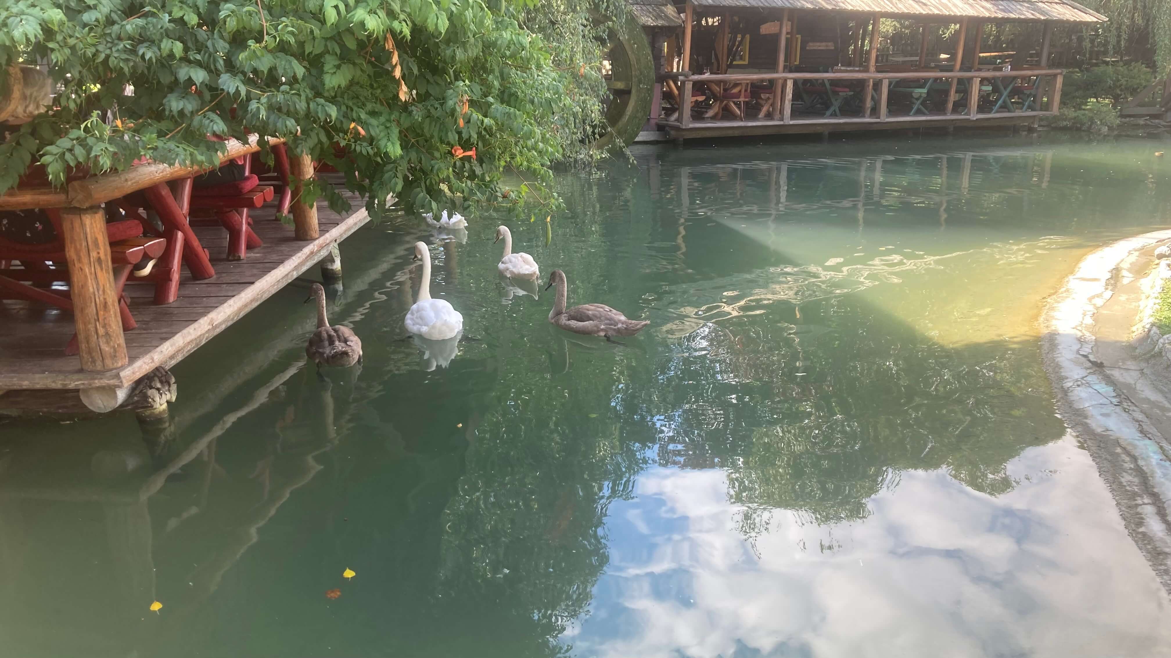 Swans