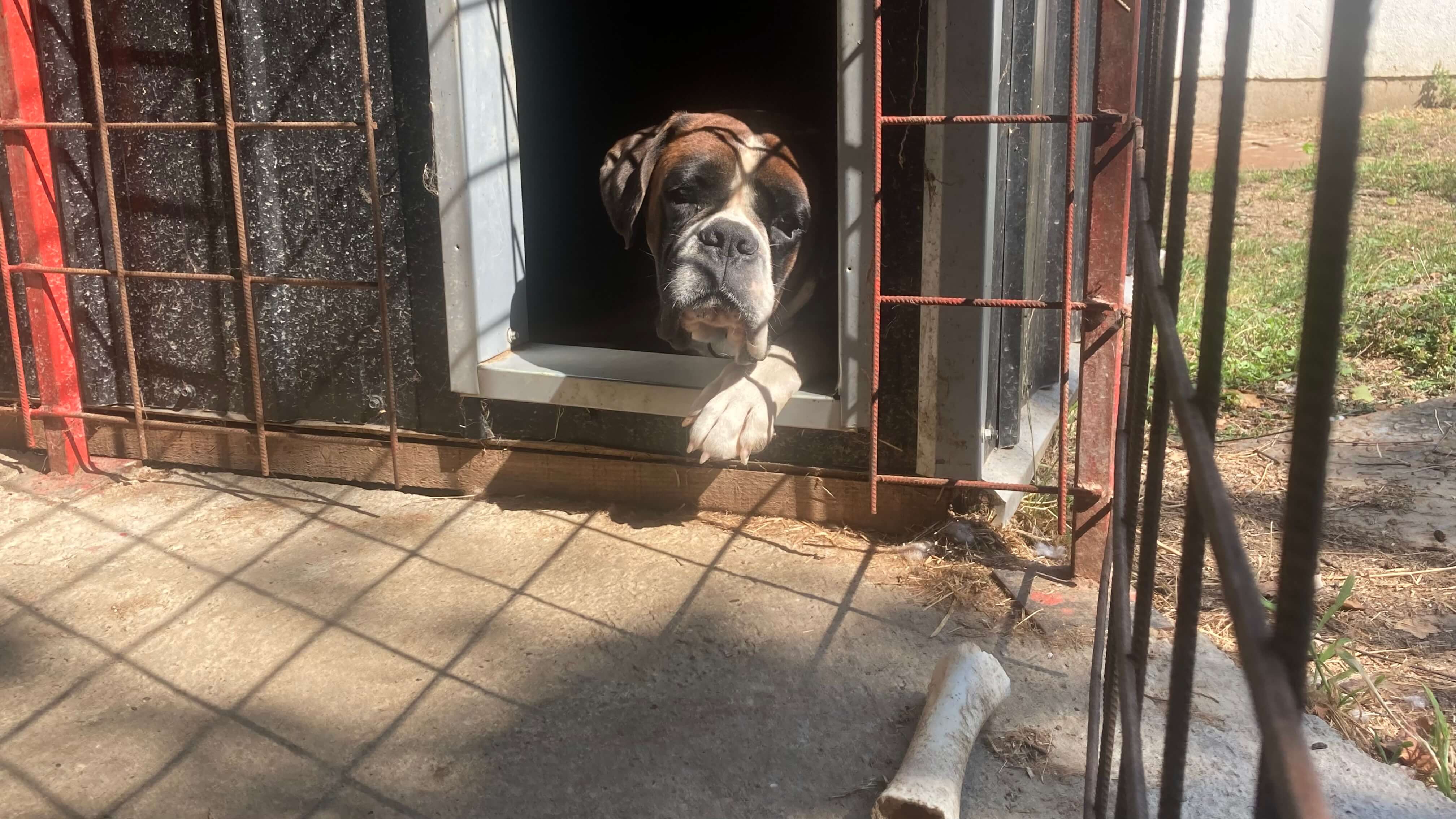 A Boxer