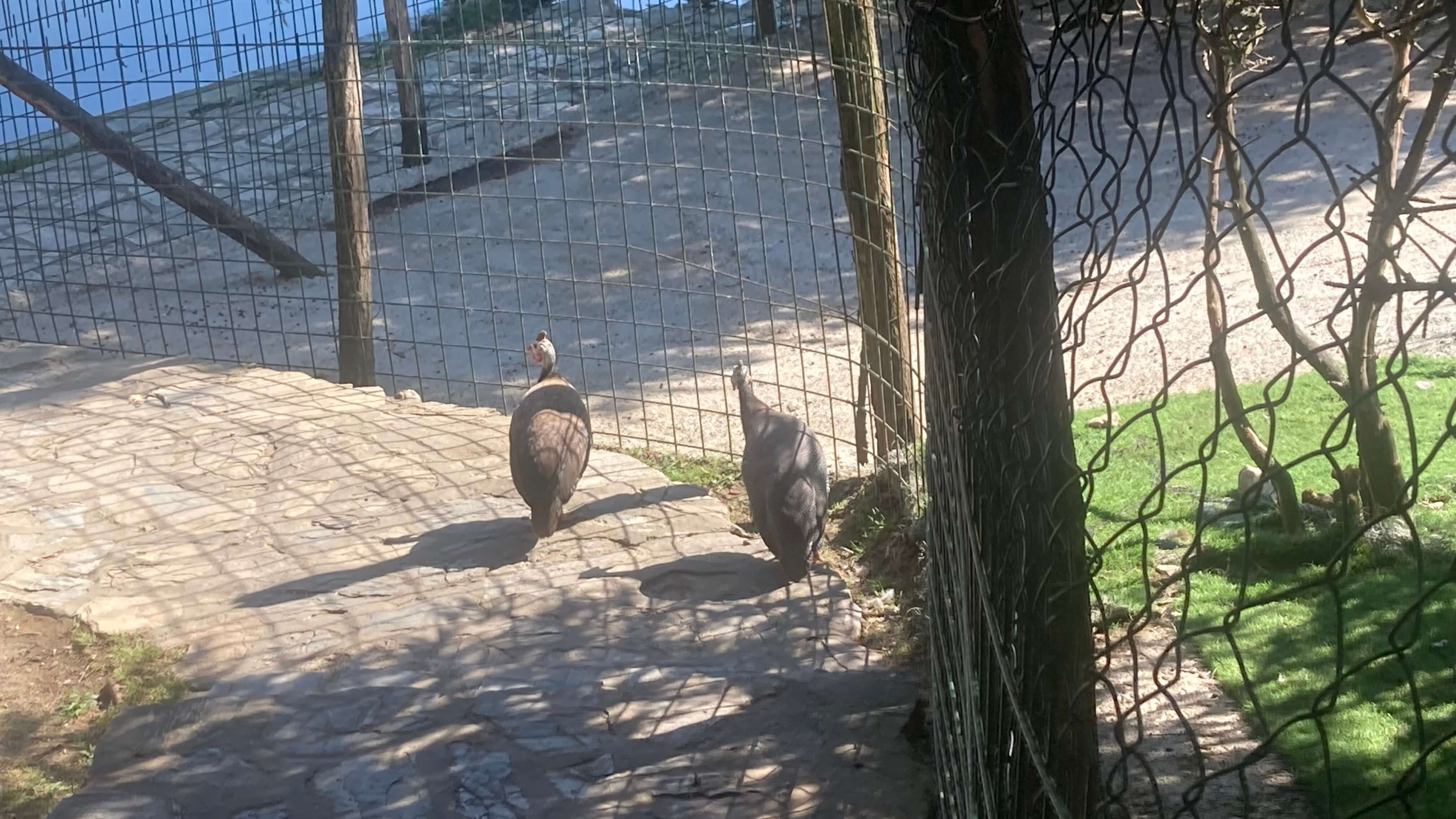 Birds