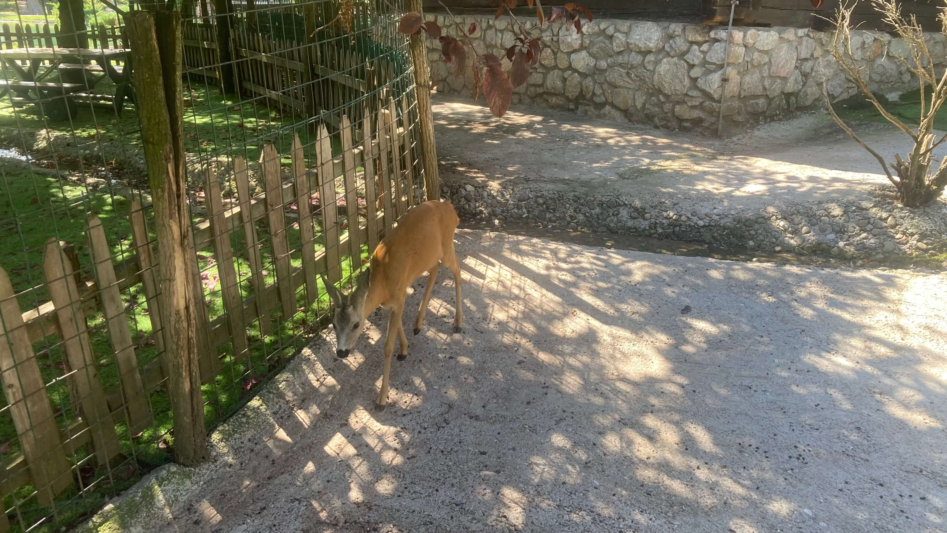 Deer