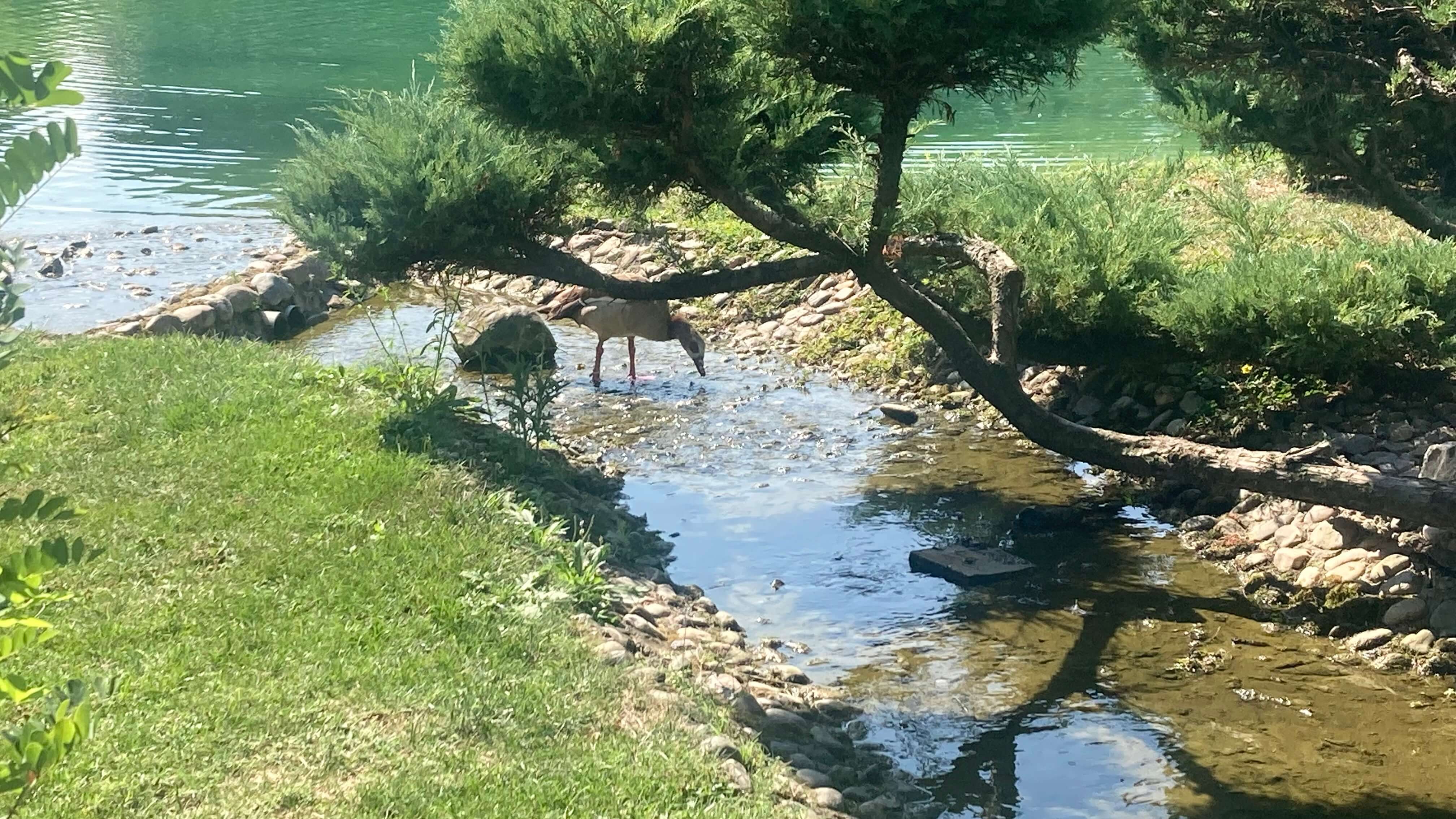A Bird