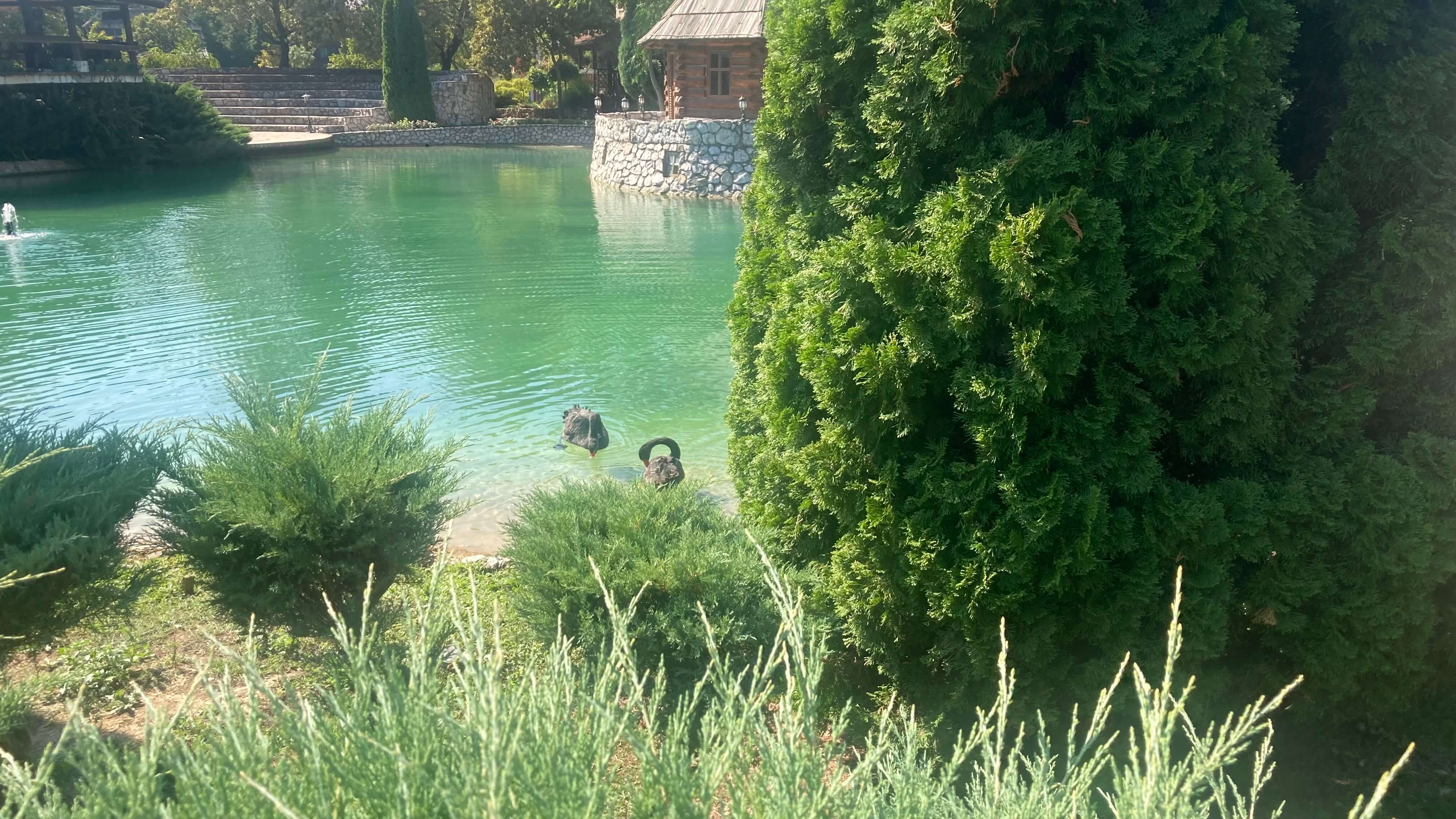 Black Swans