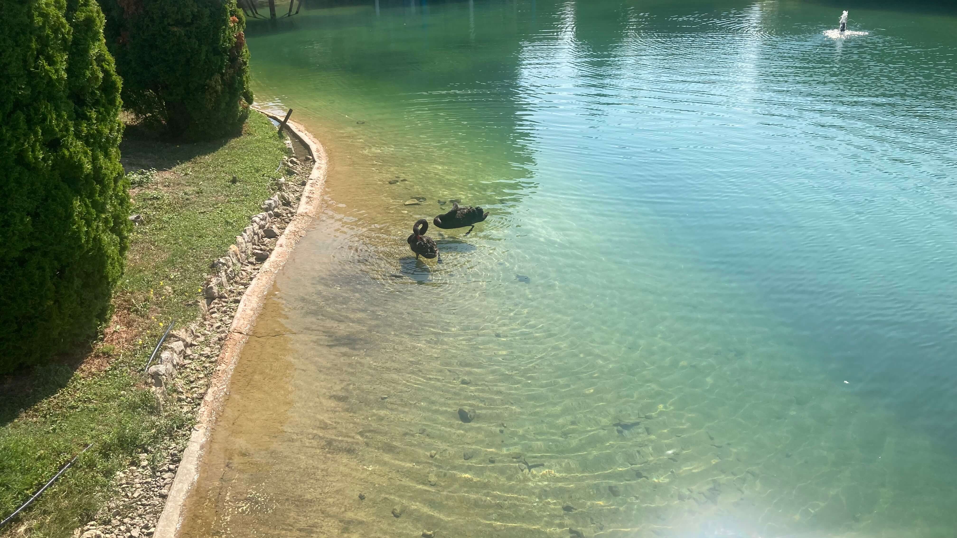 Black Swans