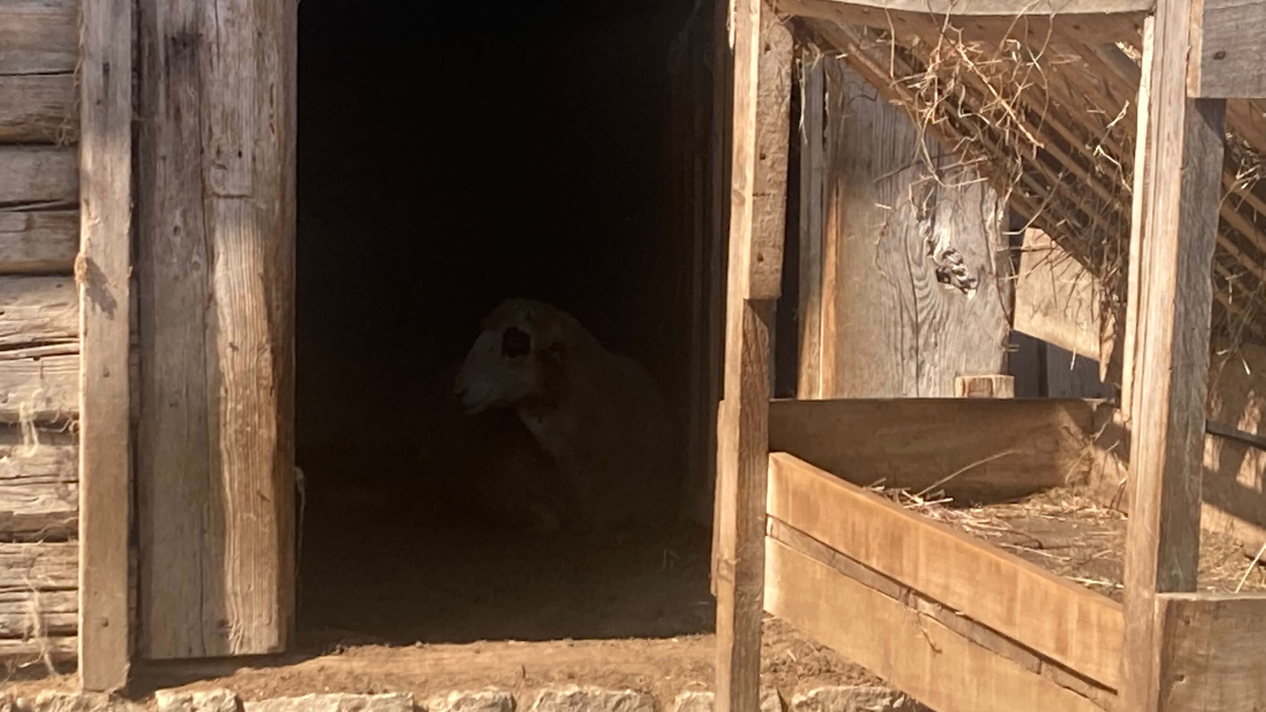 A Sheep