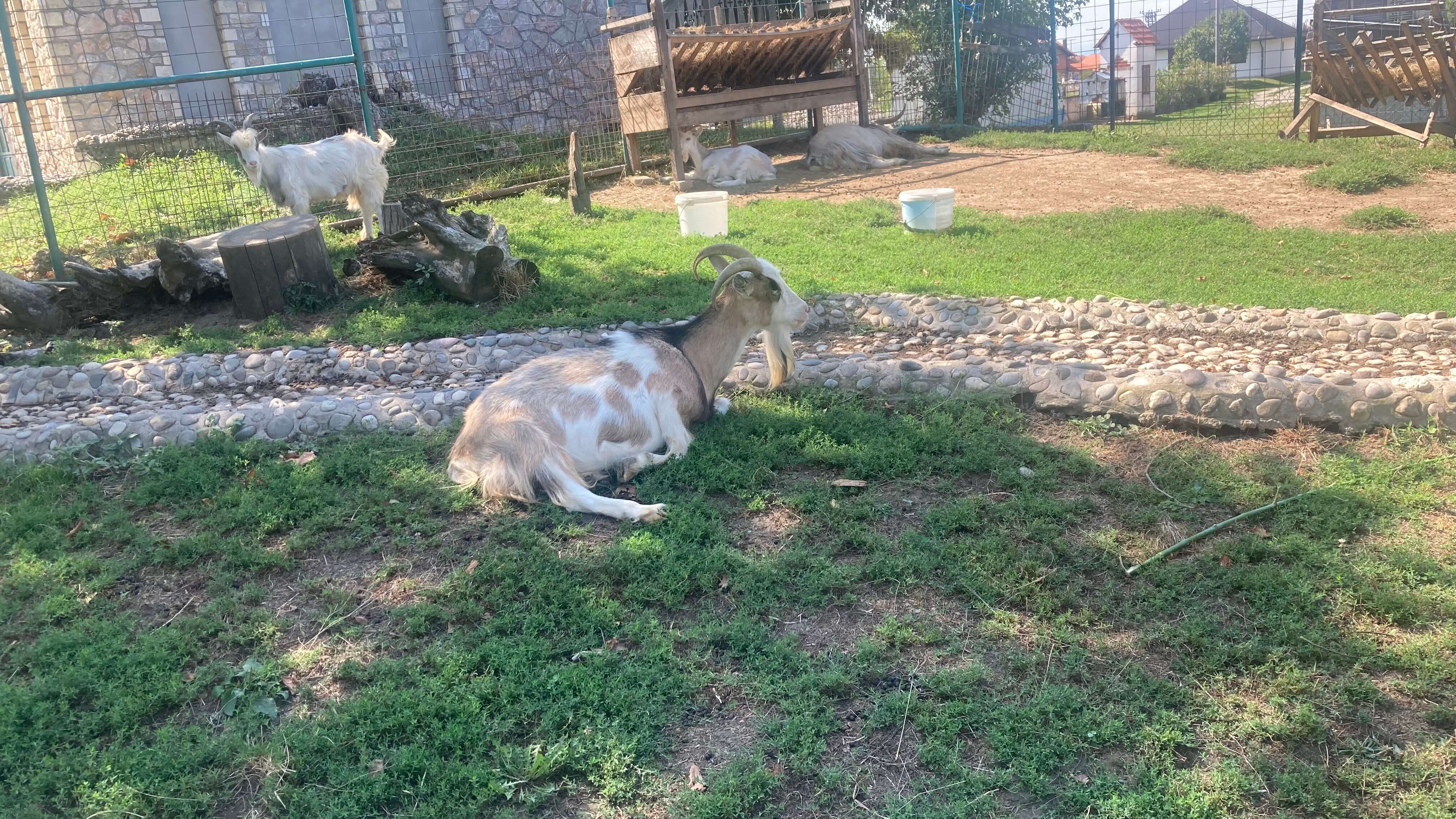 Goats