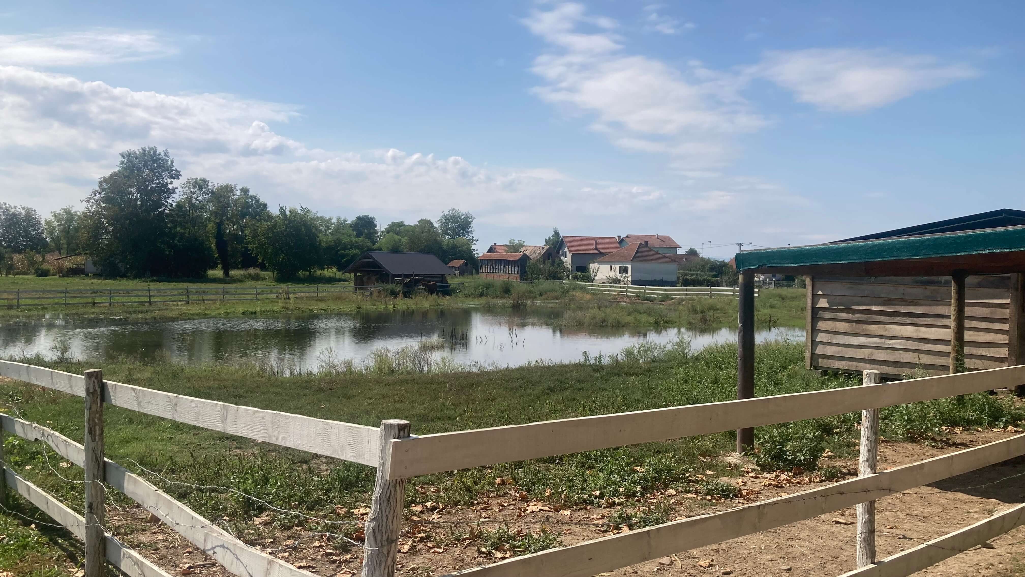 Horses and a Lake