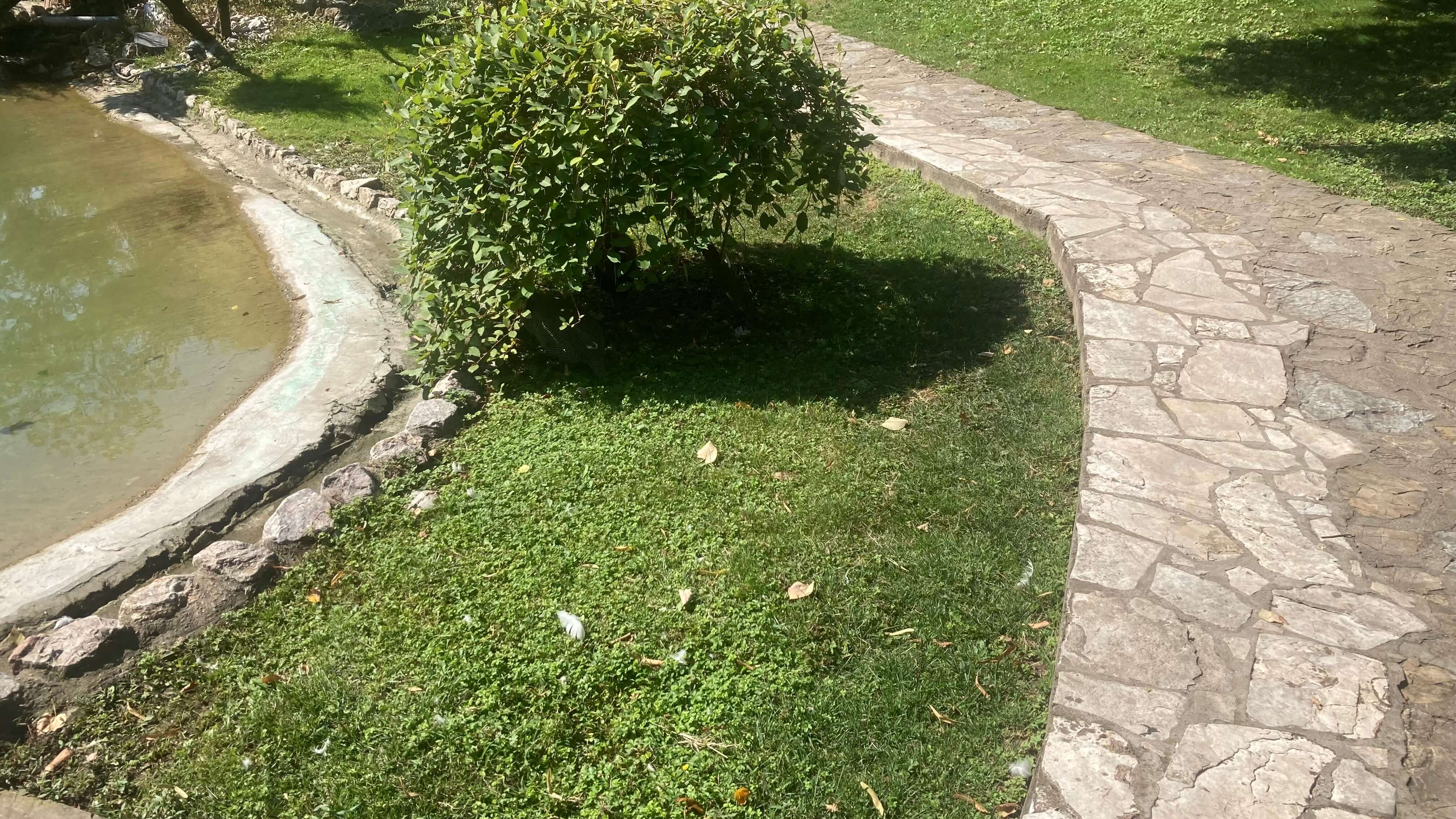 A Bush