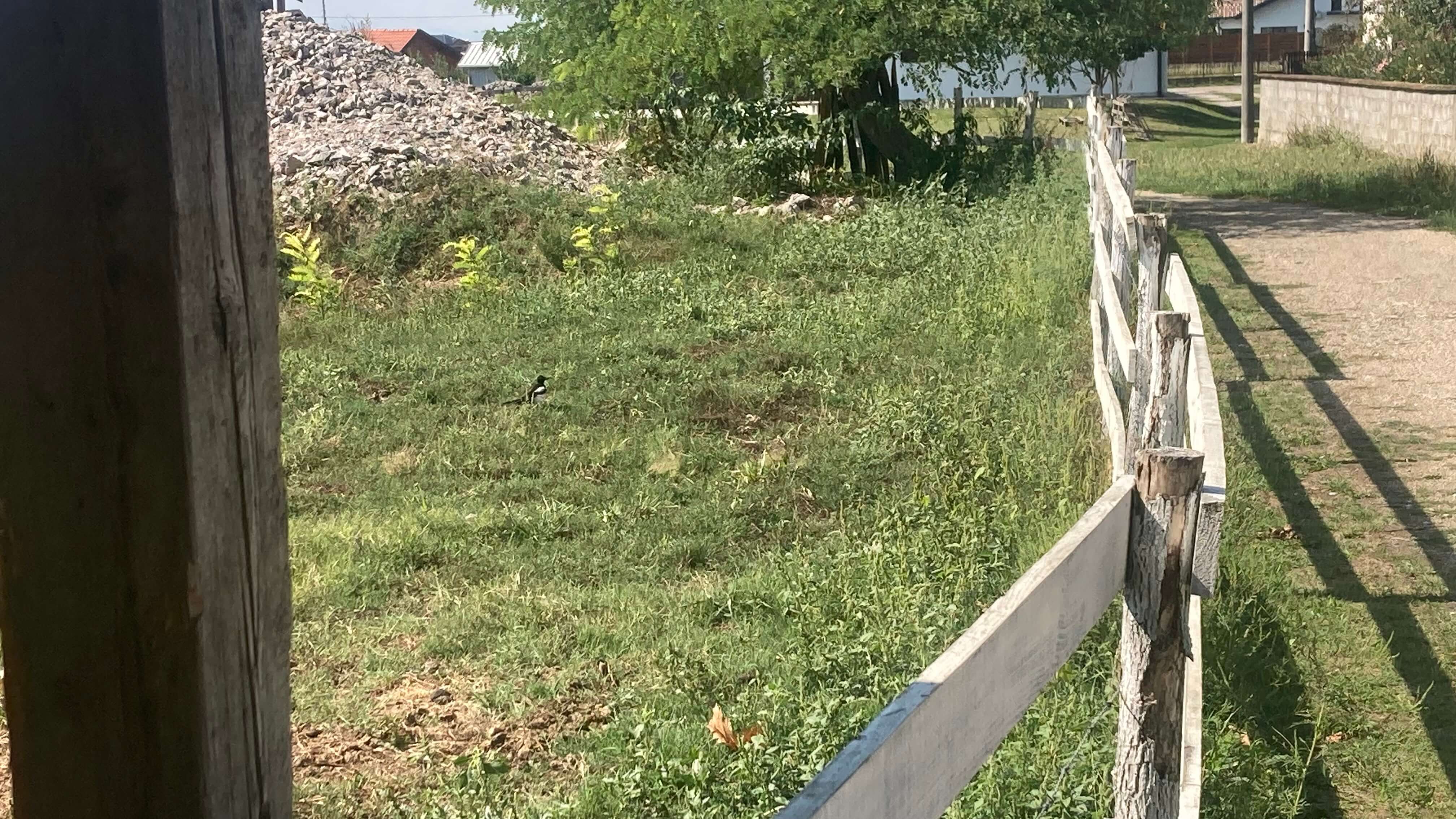 A Bird