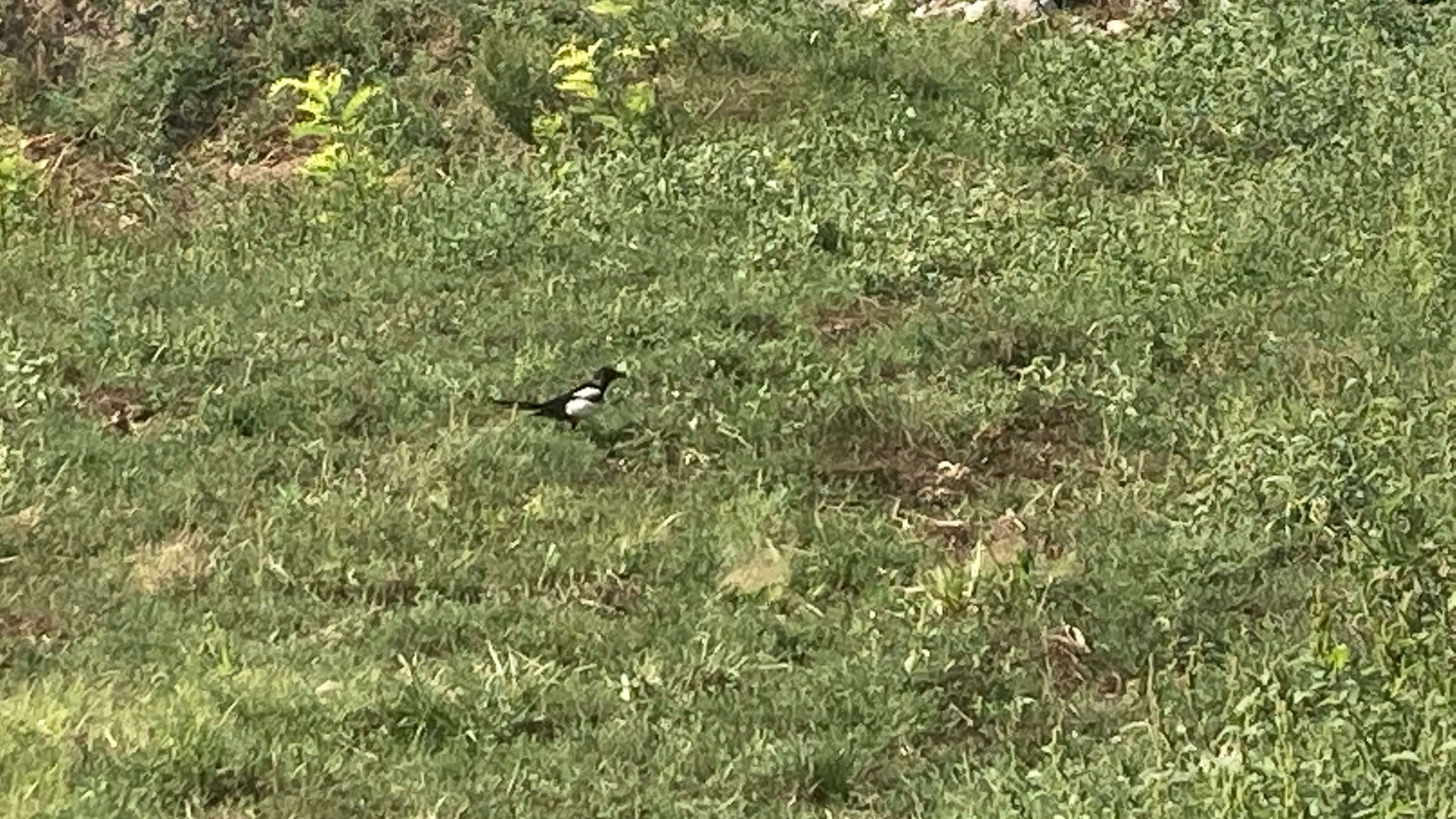 A Bird