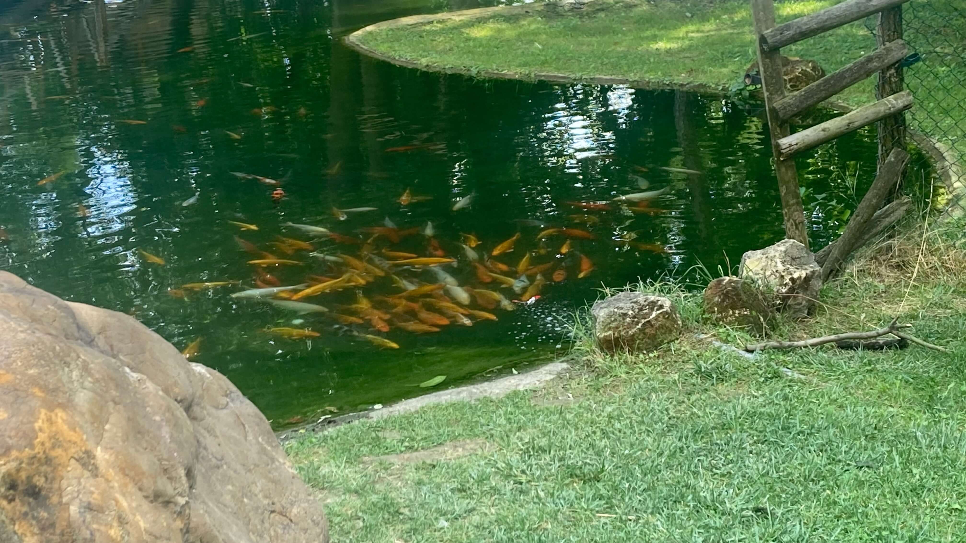 Koi
