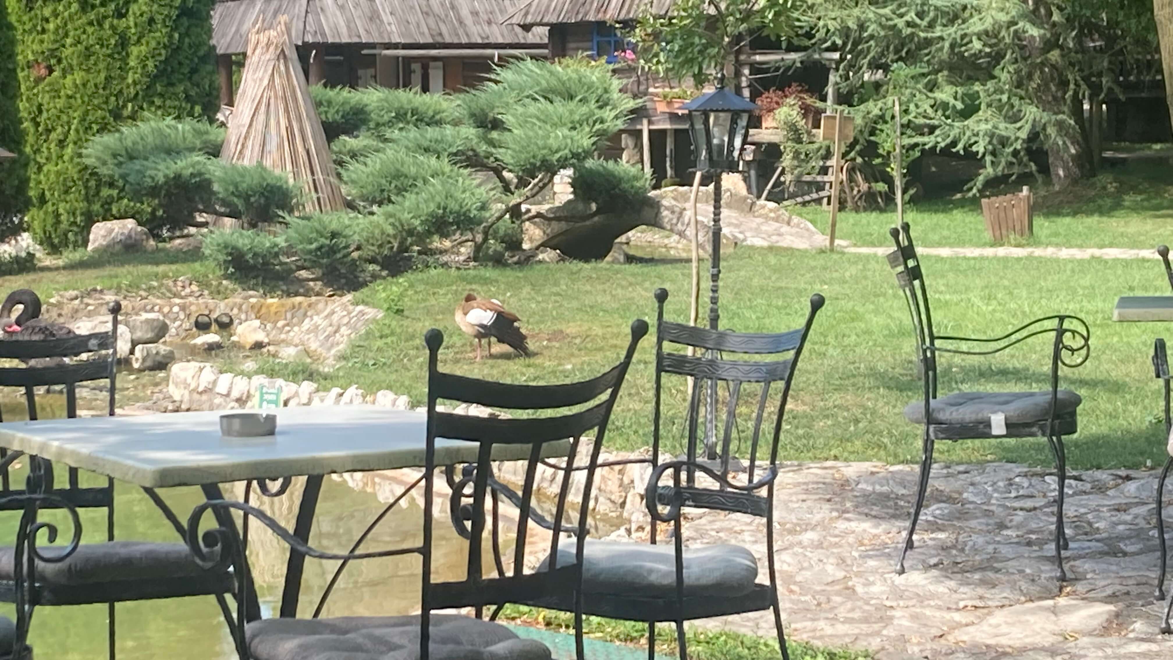A Bird