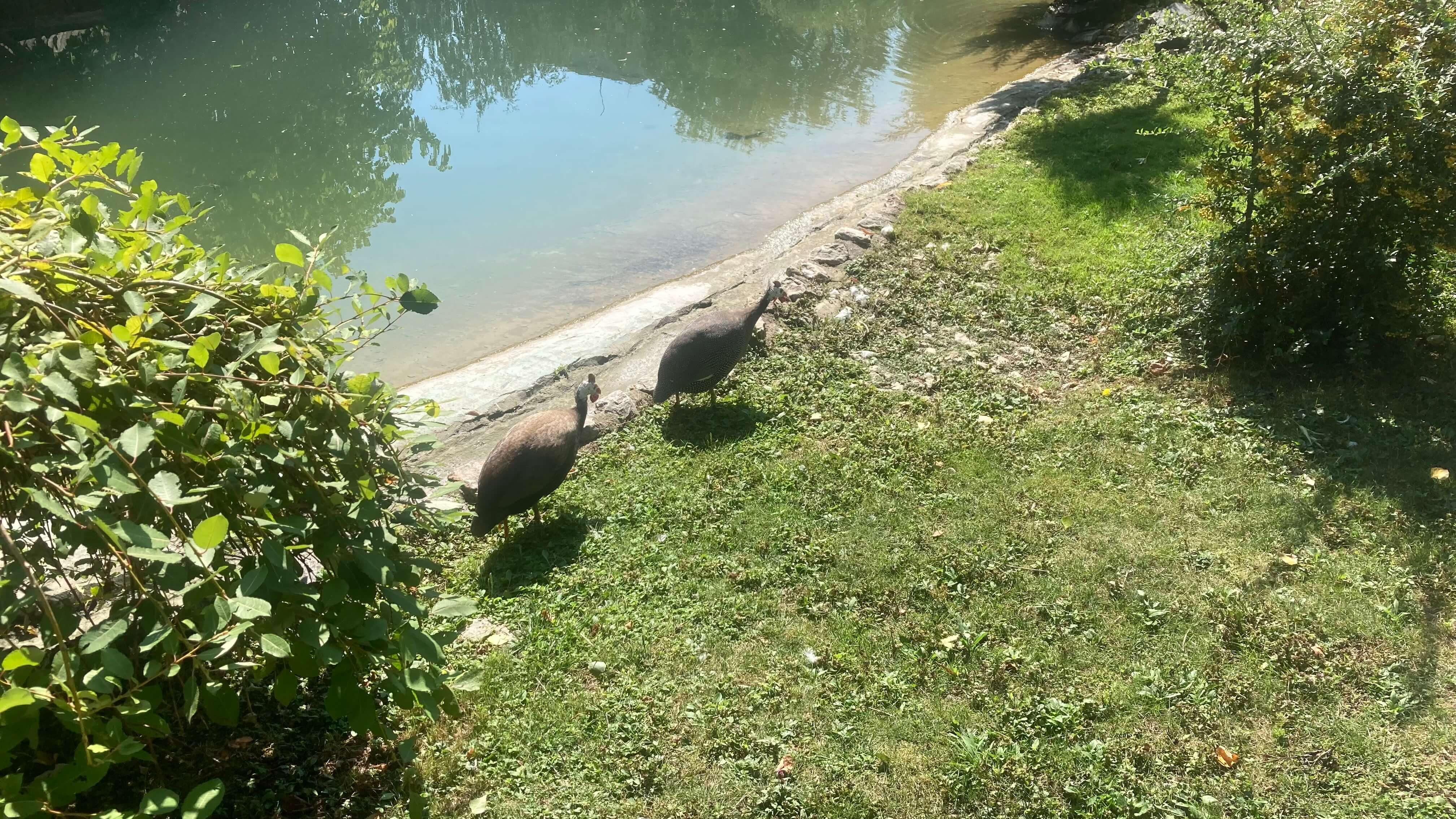 Birds