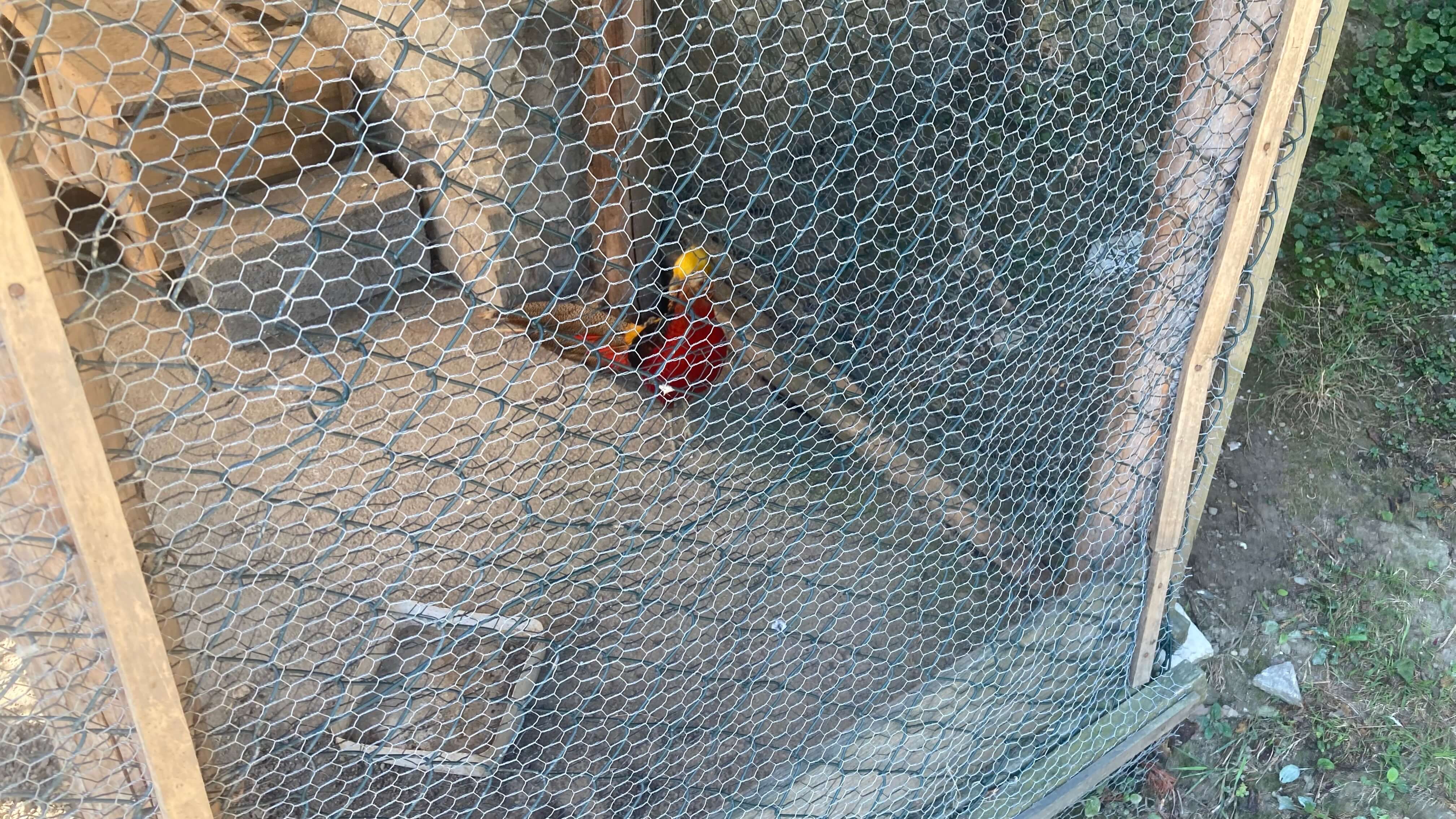 A Golden Pheasent