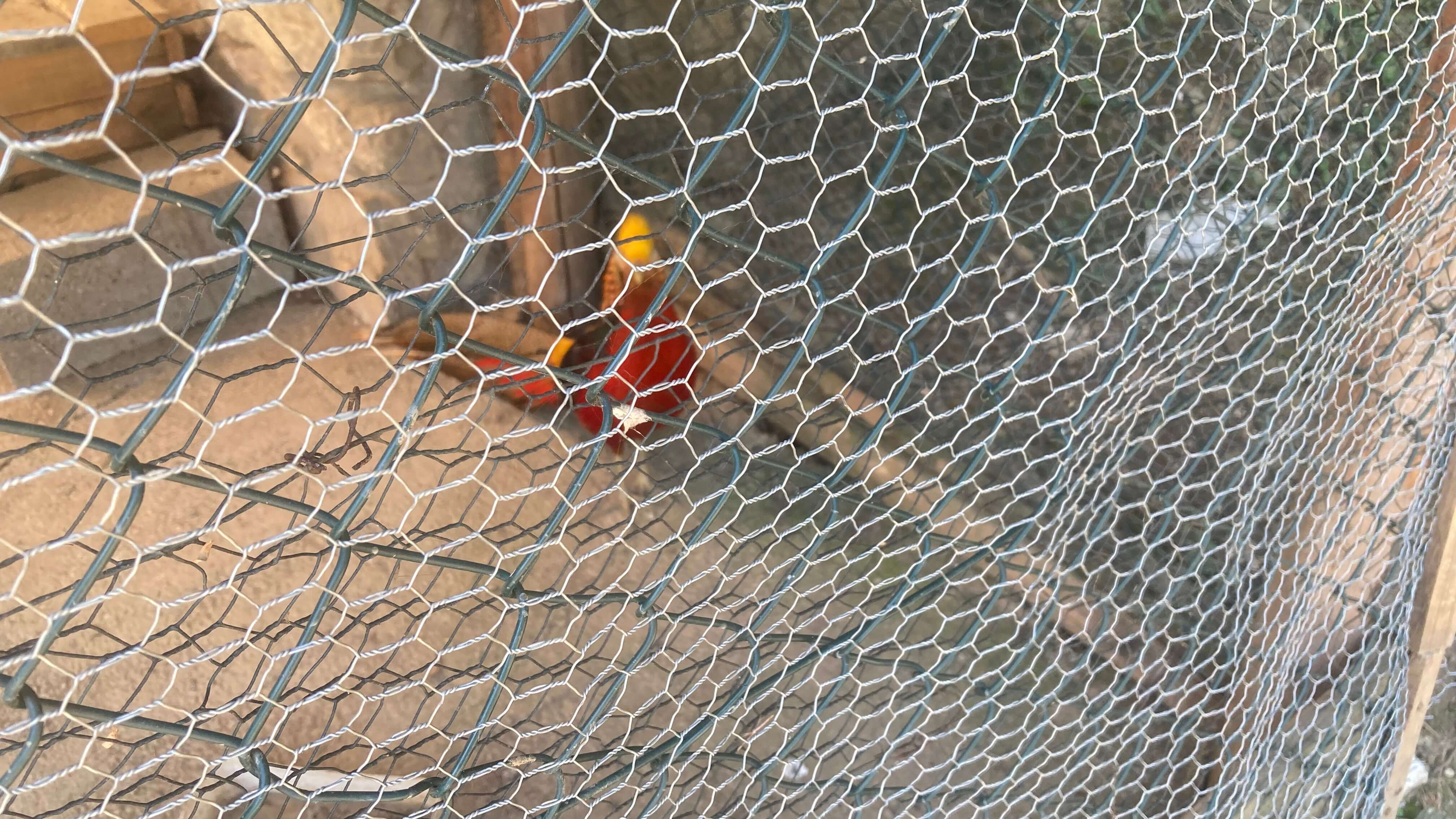 A Golden Pheasent