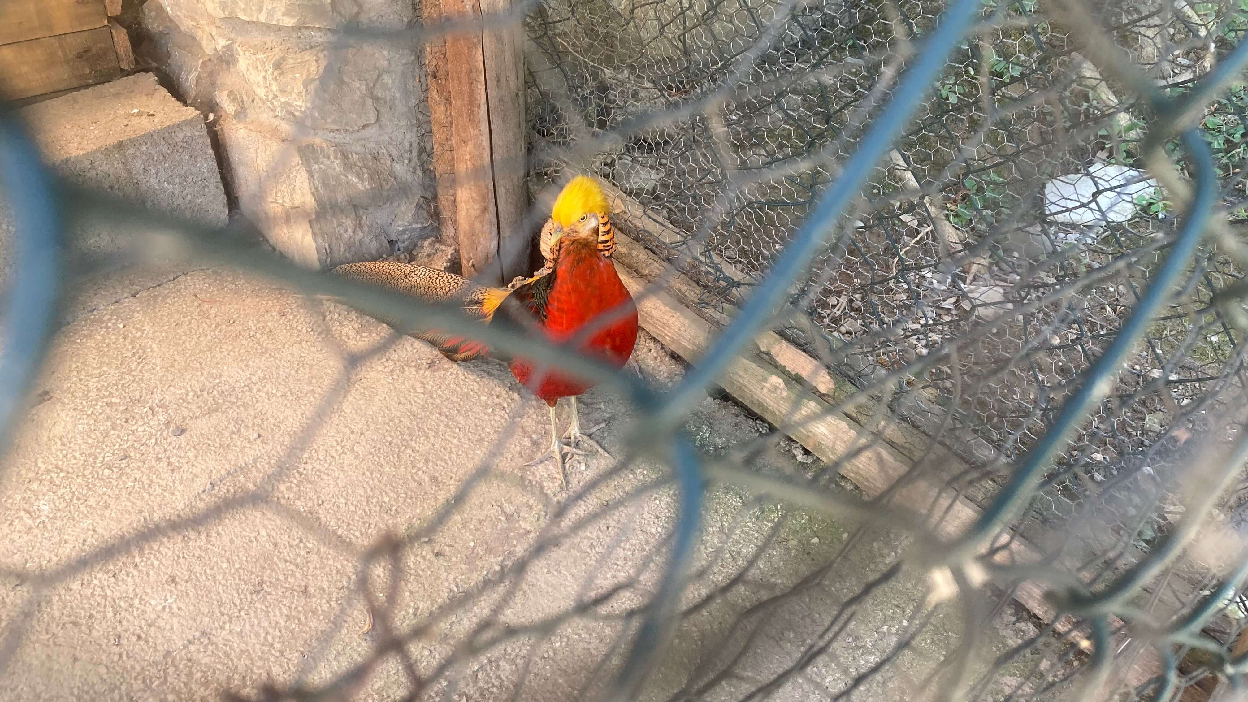 A Golden Pheasent