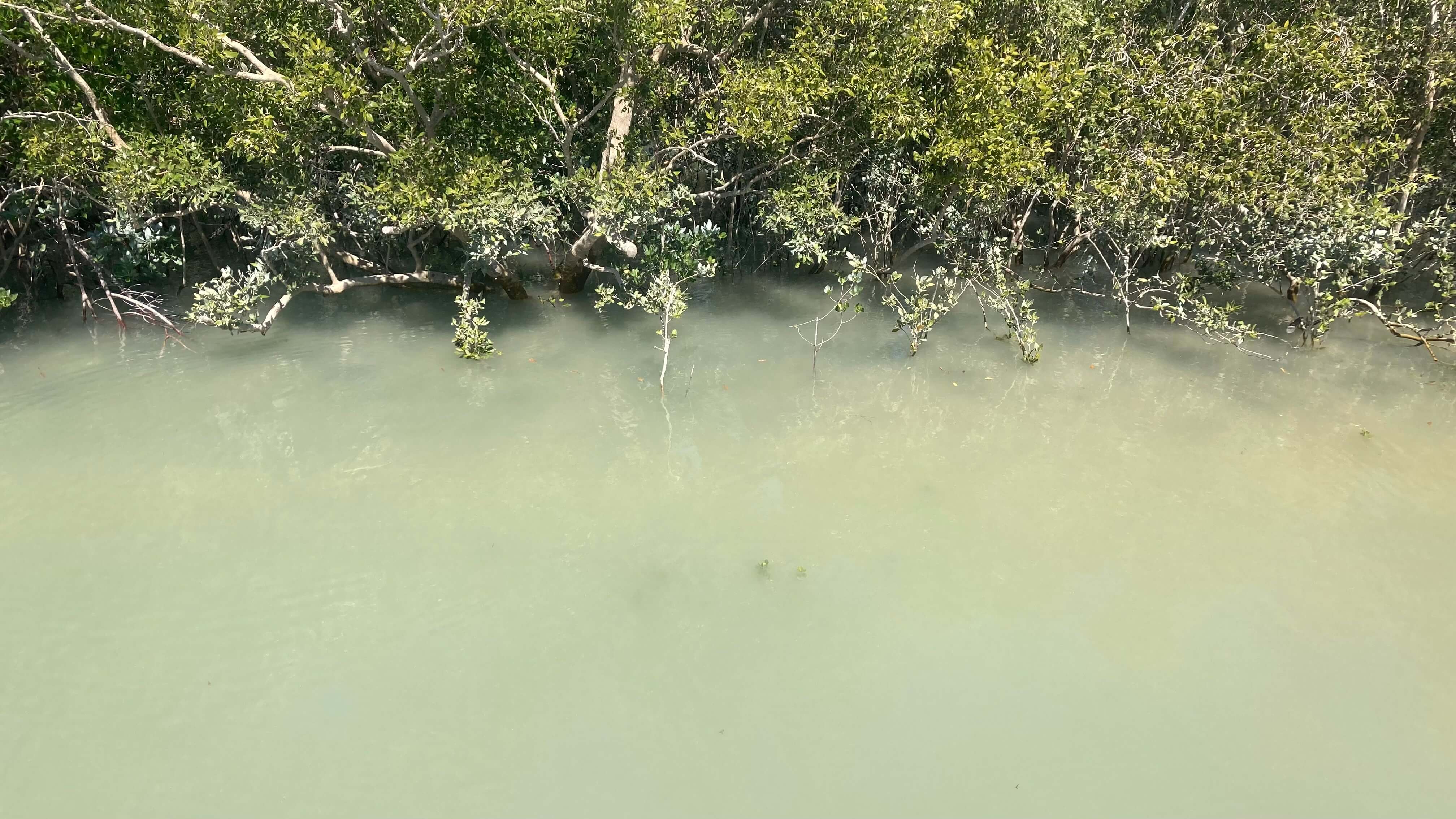 The Marshland